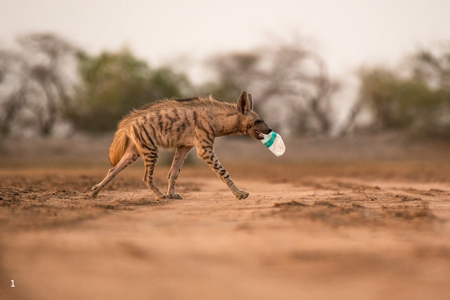 A striped hyena investigates a discarded plastic bottle.