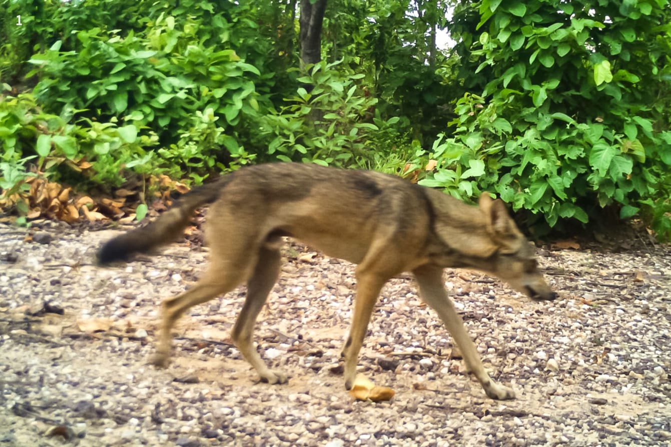 Adult Indian wolf