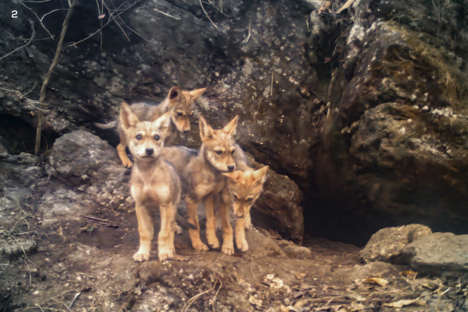 Wolf pups