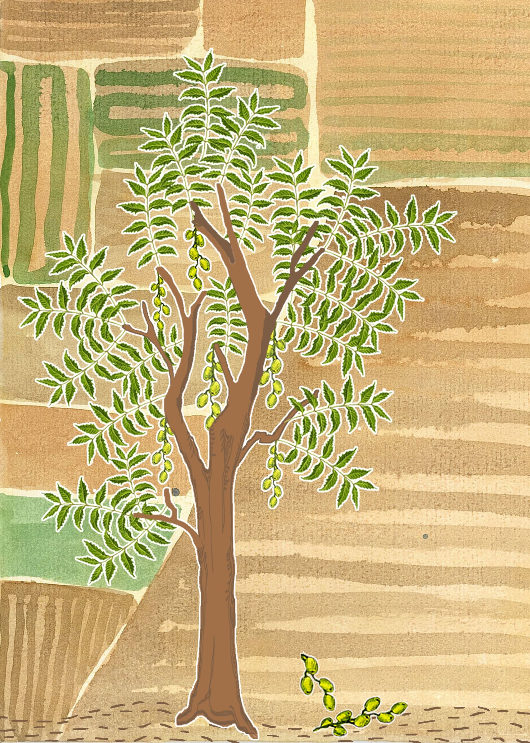 Neem Tree