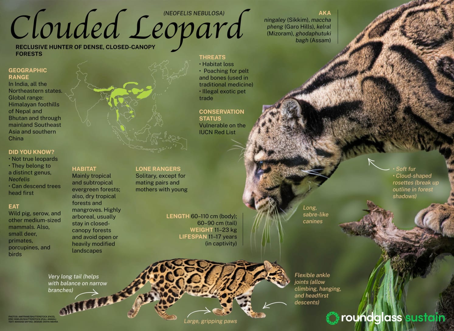 Clouded leopard infographic