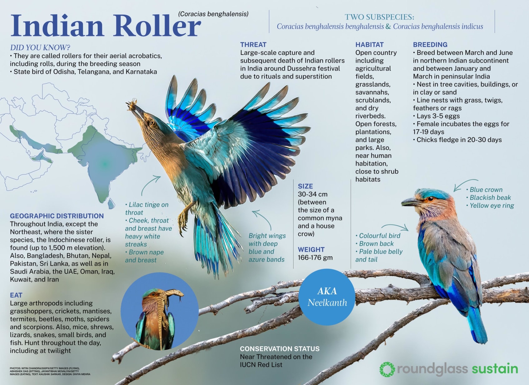Infographic on the Indian roller