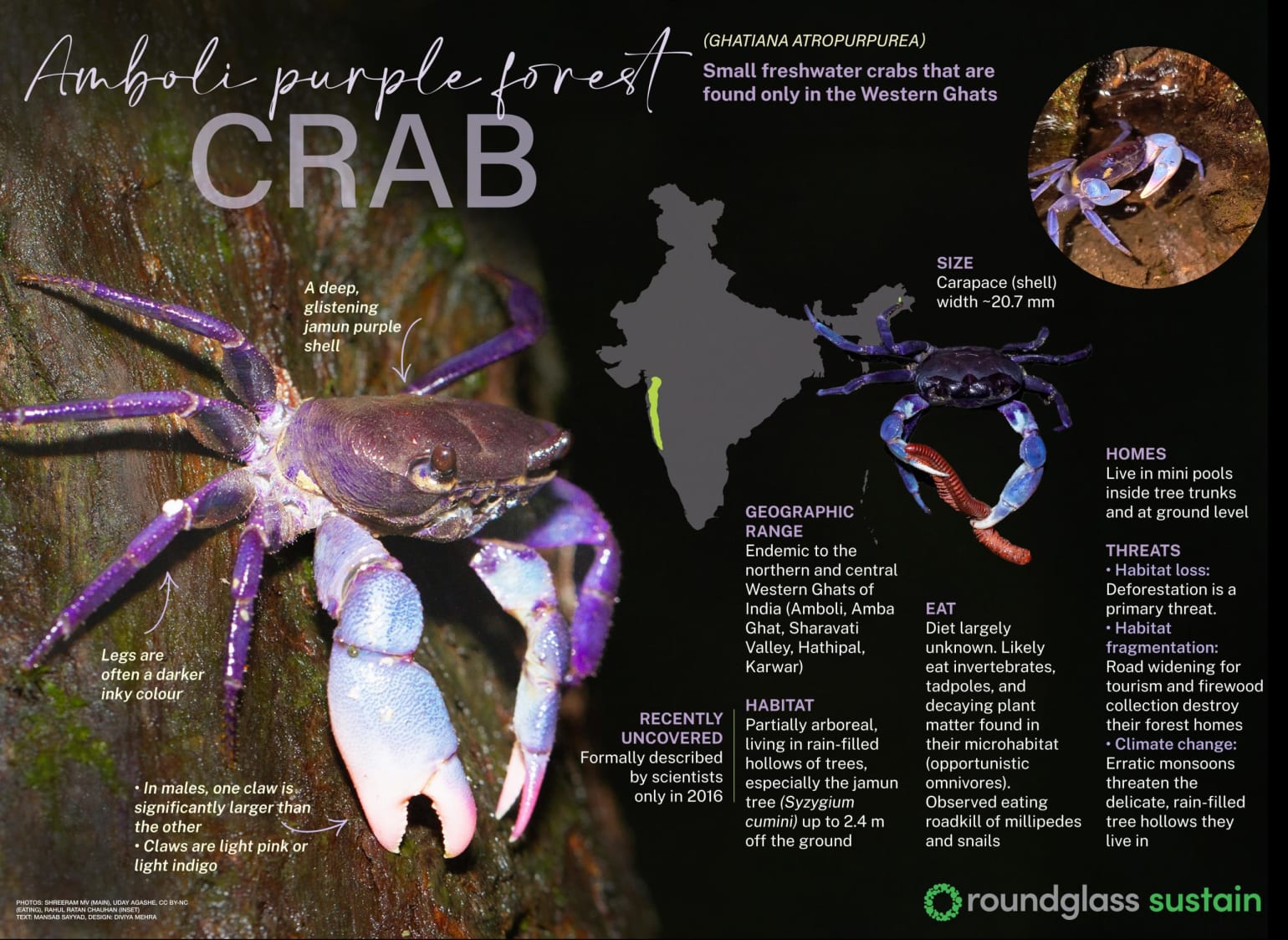An infographic on the Amboli purple forest crab (Ghatiana atropurpurea), a small freshwater crab that is found only in the western ghats