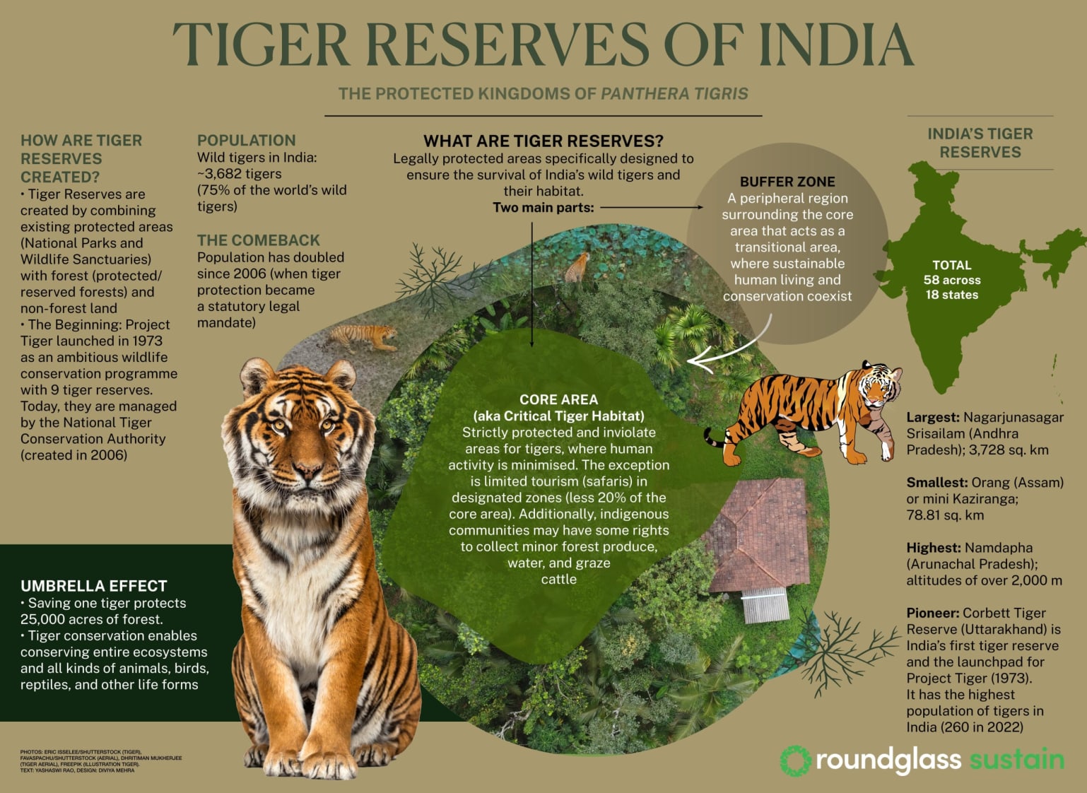Explainer on what tiger reserves are and how they are created