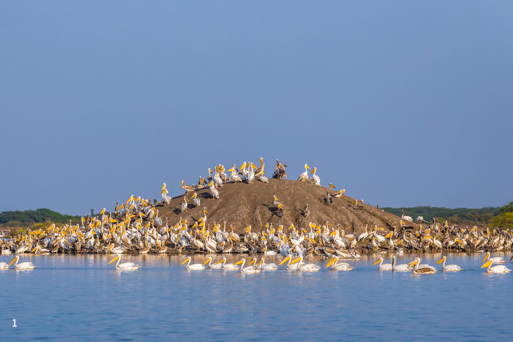 Rosy pelican
