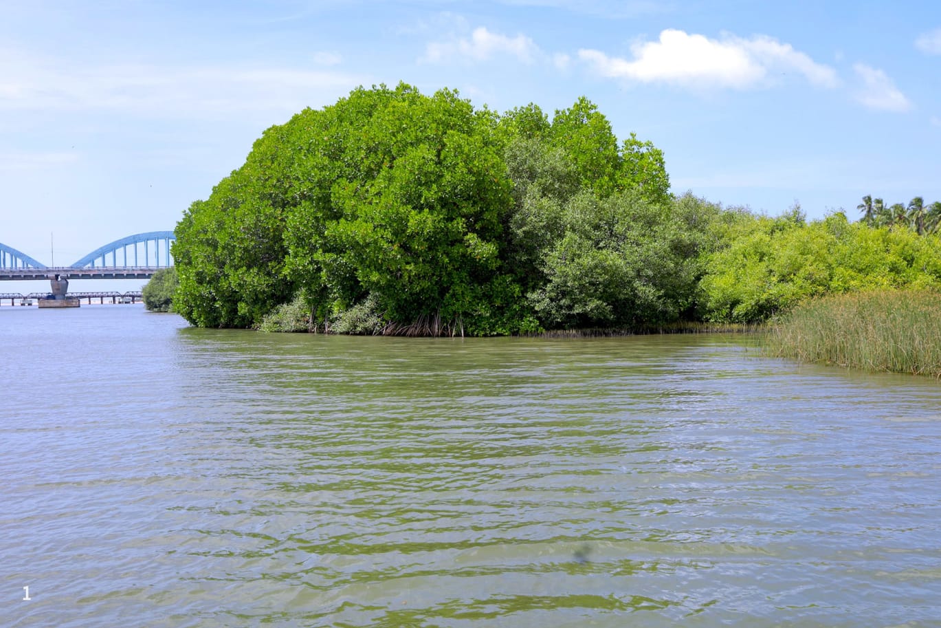Manakudy’s mangrove ecosystem is spread across 30 hectares.