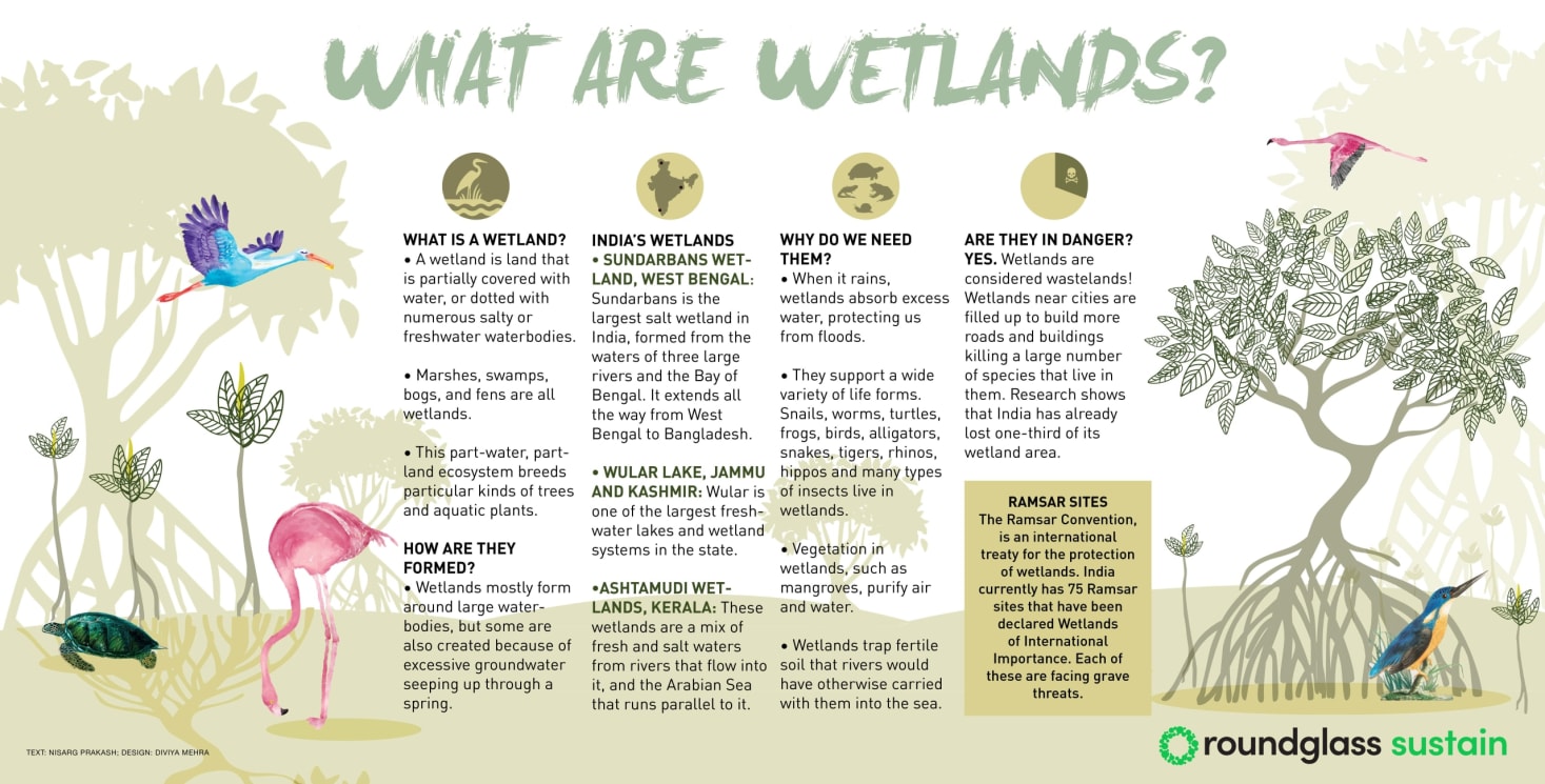 An explainer on wetlands, which is land partially covered with water or dotted with numerous salty or freshwater bodies.