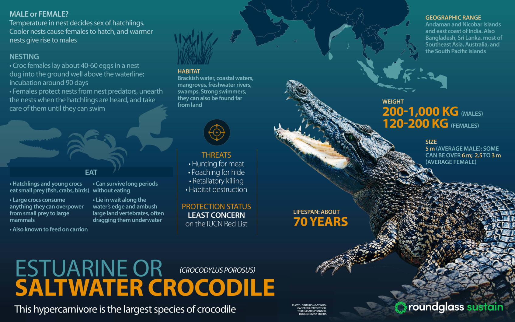 Infographic on slatwater crocodile, a hypercarnivore which is the largest species of crocodile