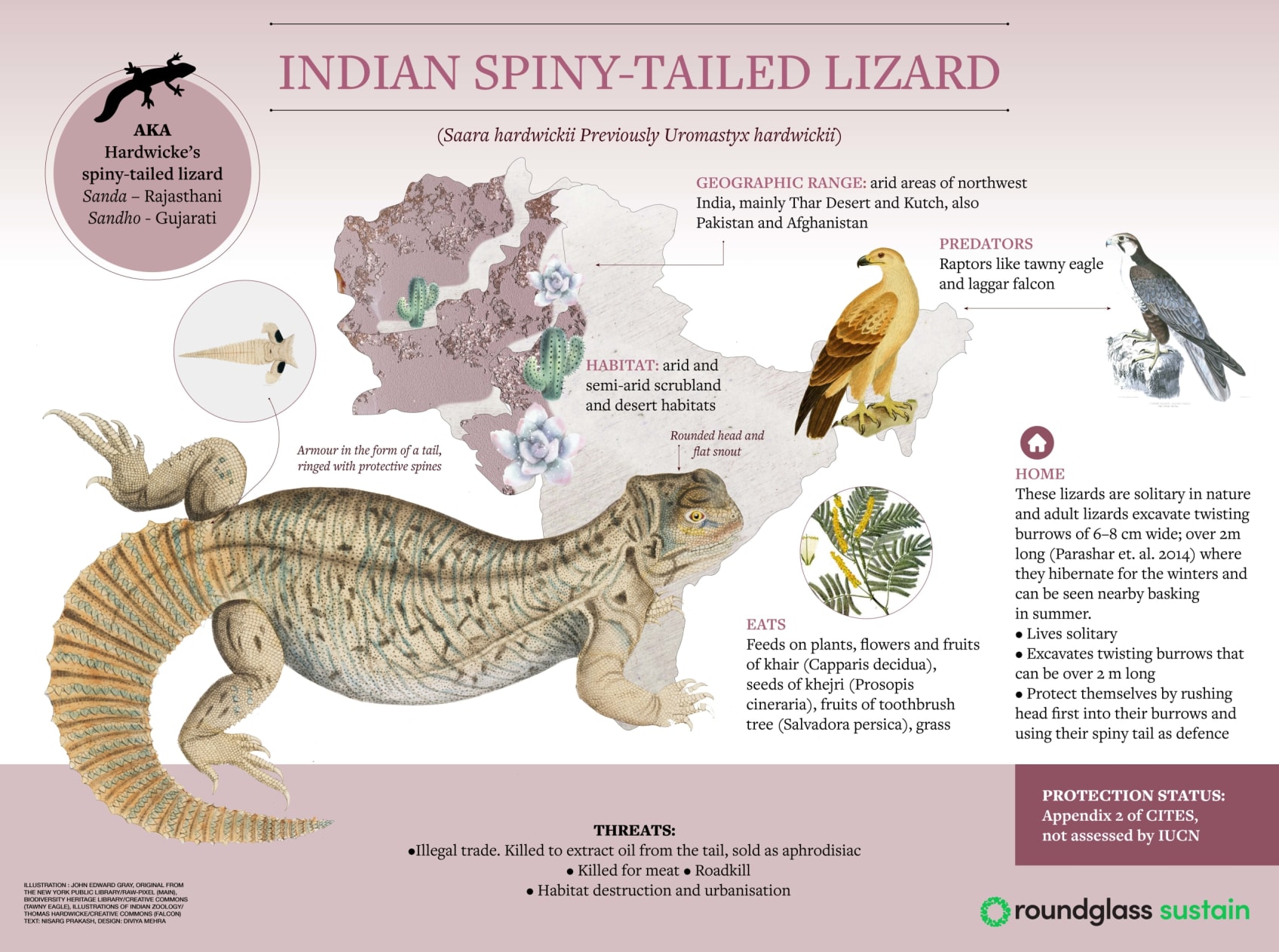 Infographic on the Indian spiny-tailed lizard
