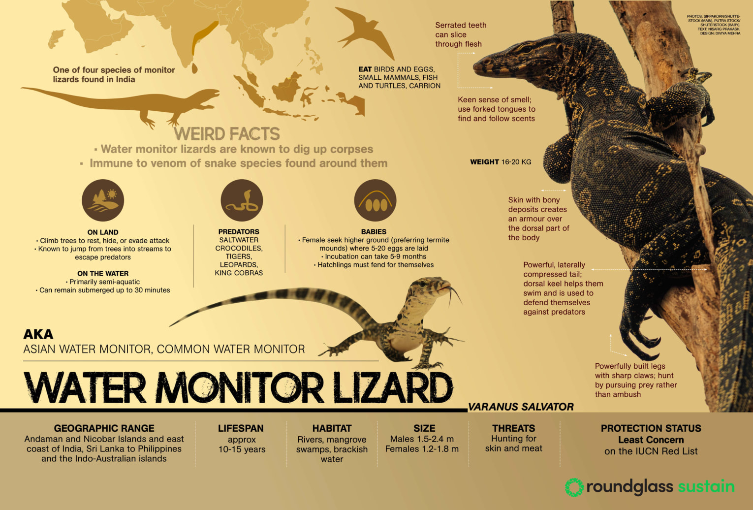 Infographic on the Water monitor lizard, also known as the Asian water monitor or the common water monitor