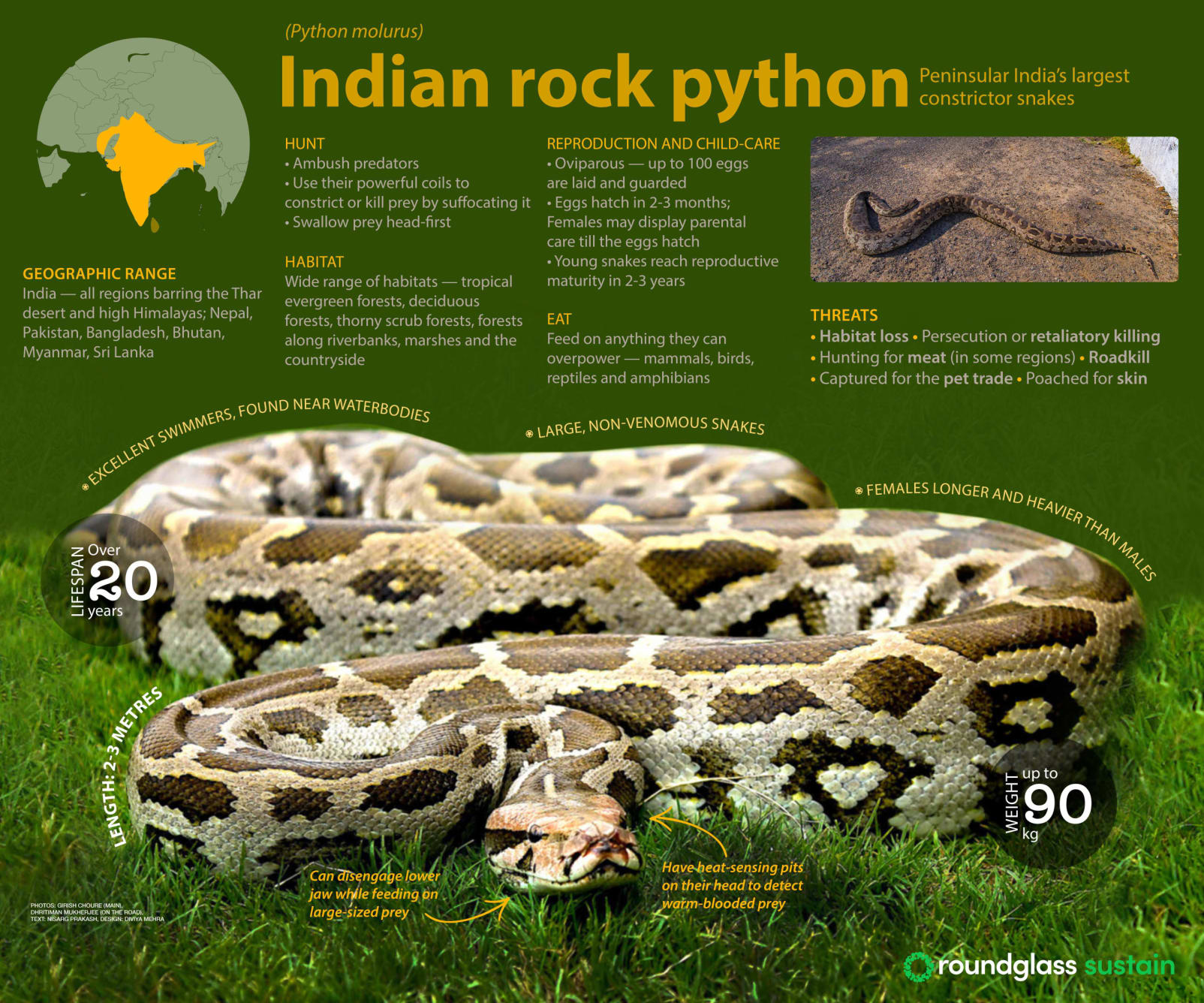Infographic on Indian rock python, peninsular India's largest constrictor snake