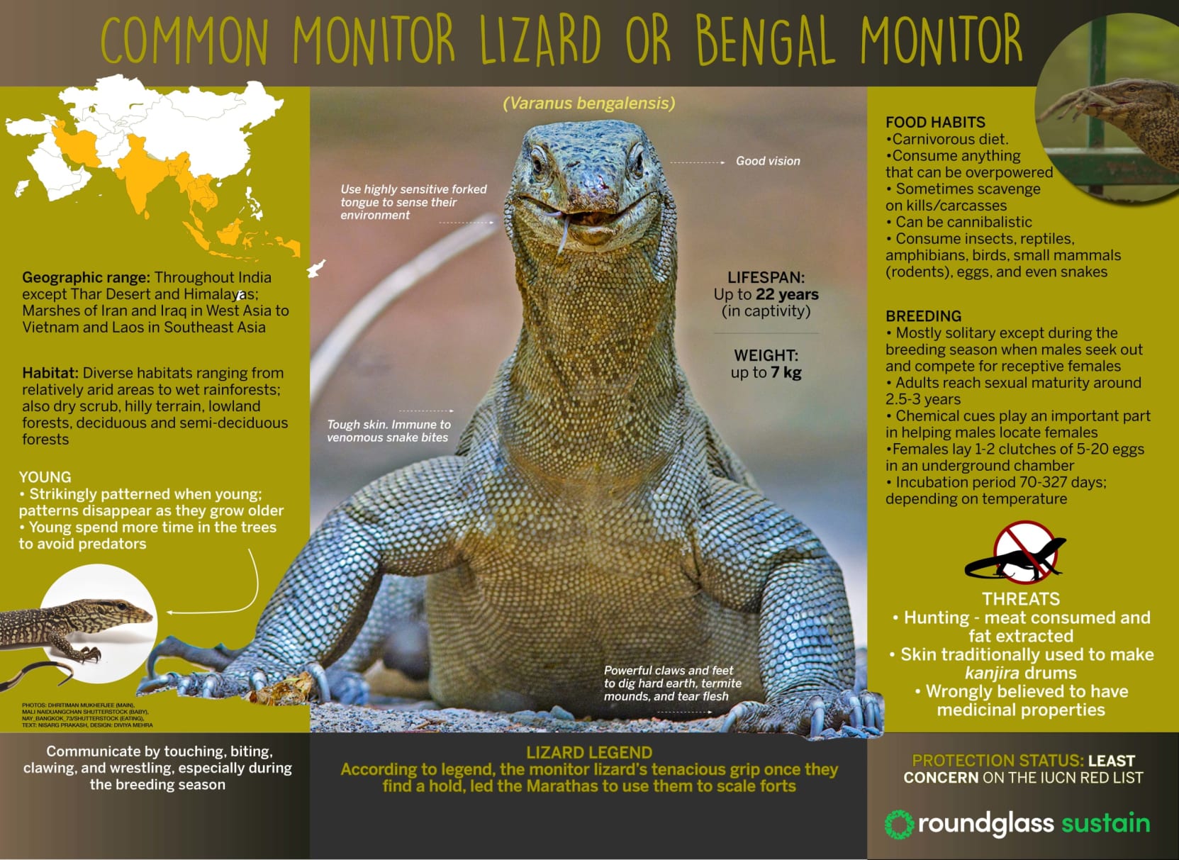 Infographic on the common monitor lizard or bengal monitor lizard
