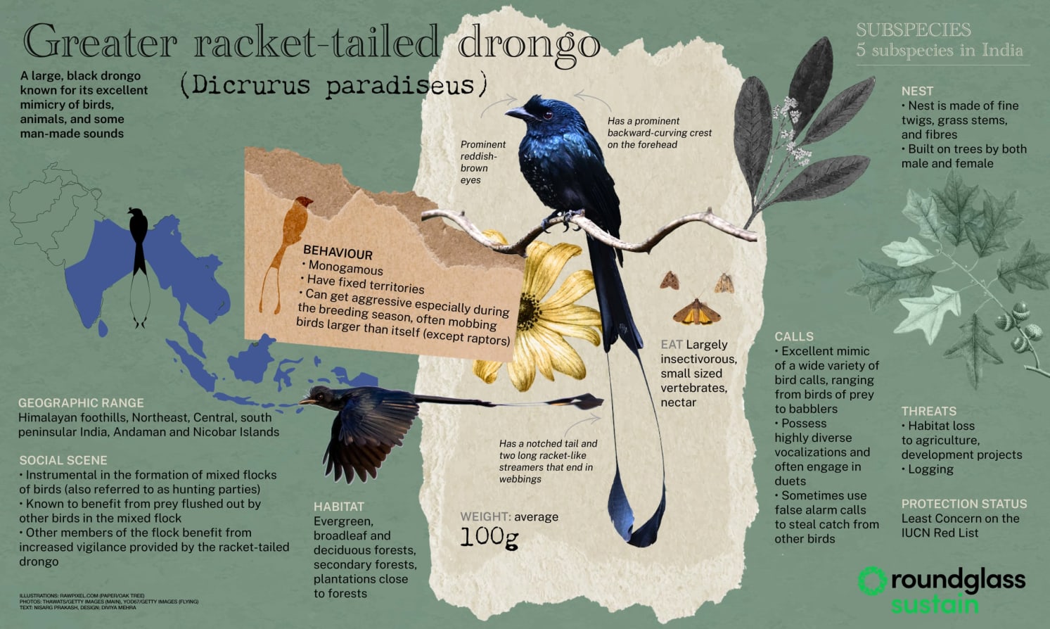 Infographic on the greater racket tailed drongo, a large black drongo known for its excellent mimoicry of birds, animals and some man-made sounds
