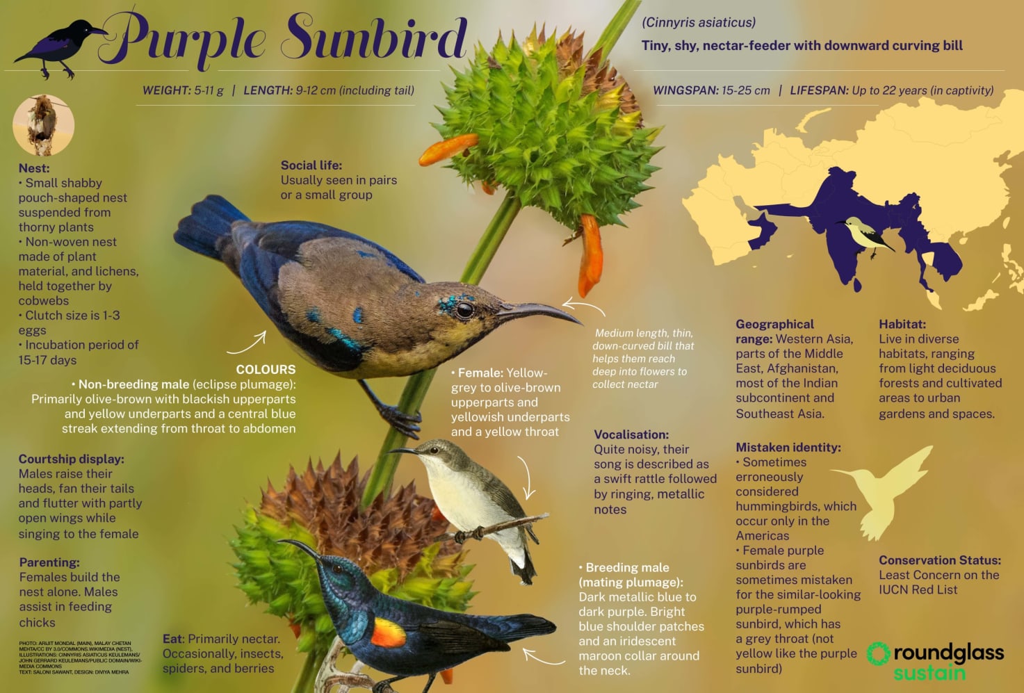 Infographic on the purple sunbird, a tiny, shy, nectar-feeder with a downward curving bill
