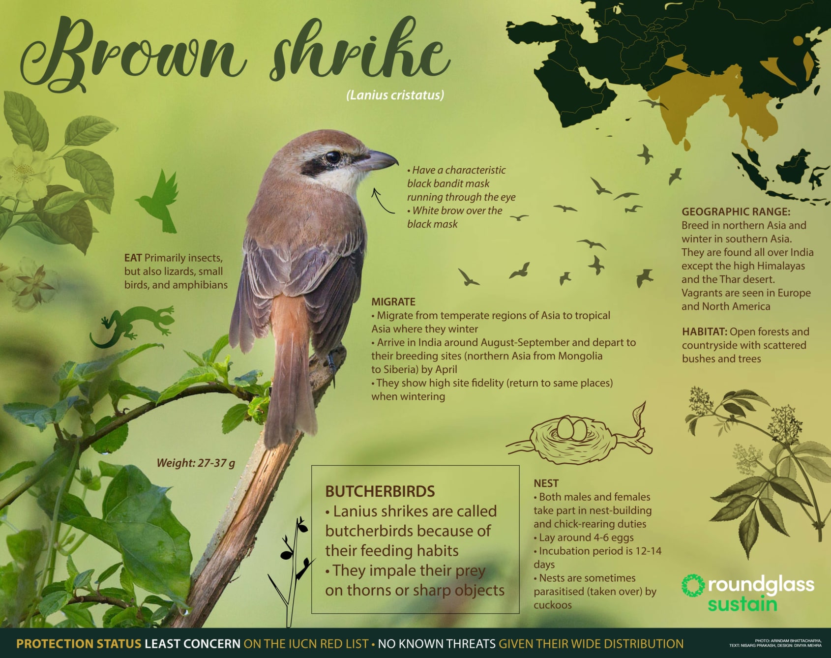 Infographic on the Brown shrike