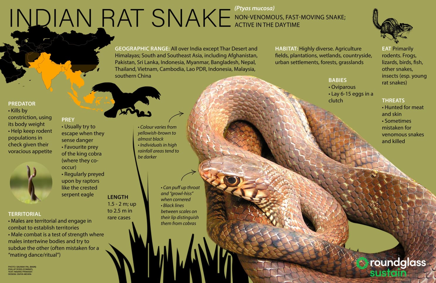 Infographic on Indian rat snake