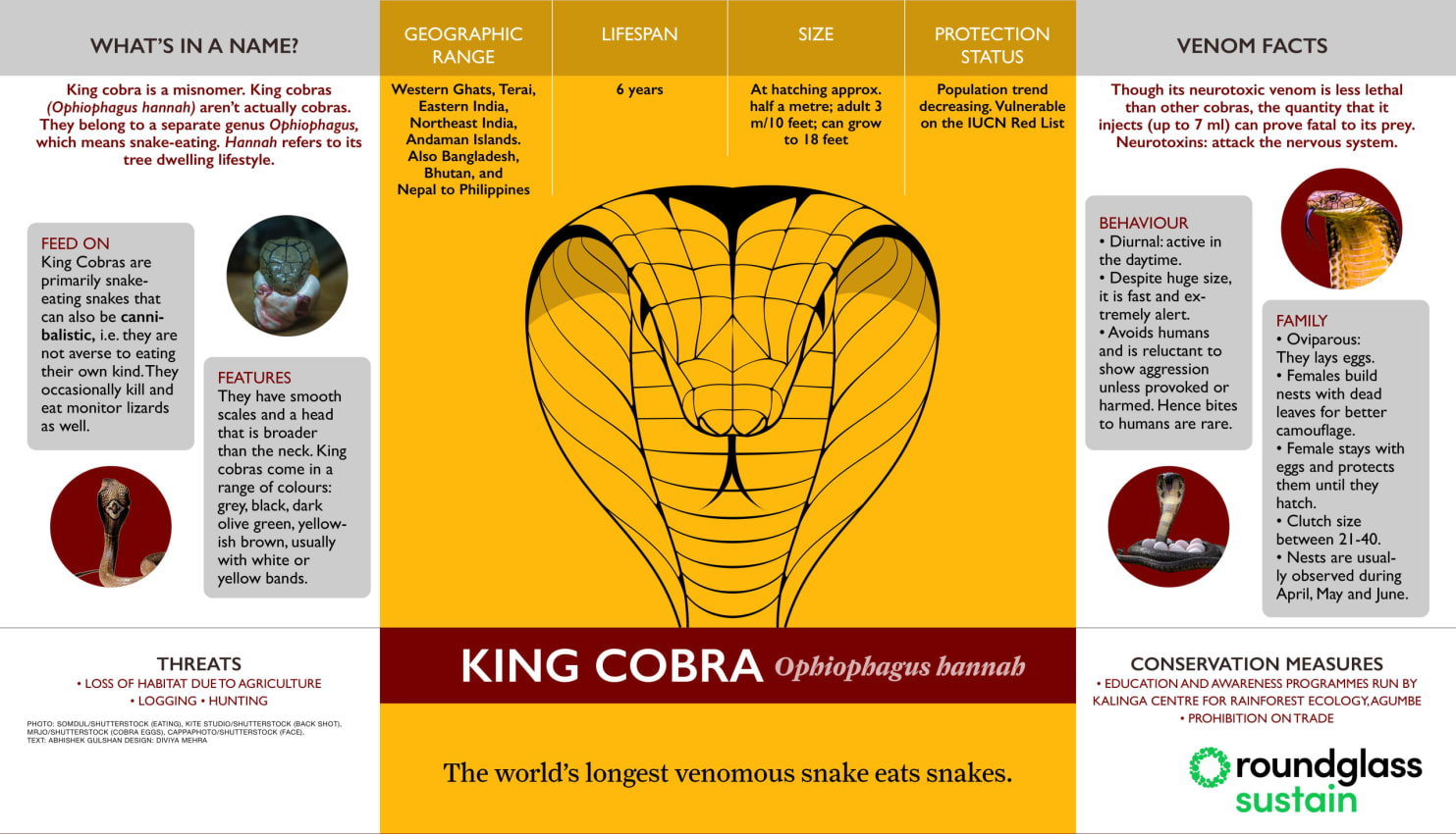 Infographic on king cobra