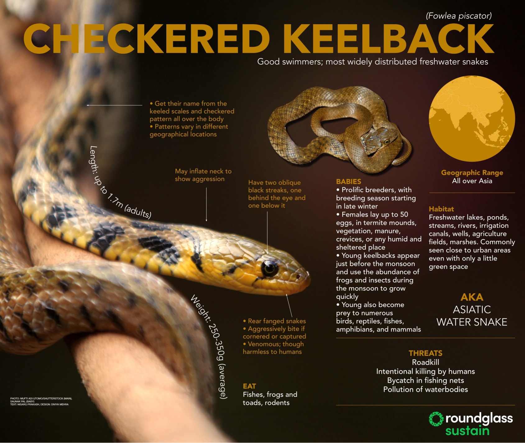 Infographic on checkered keelback