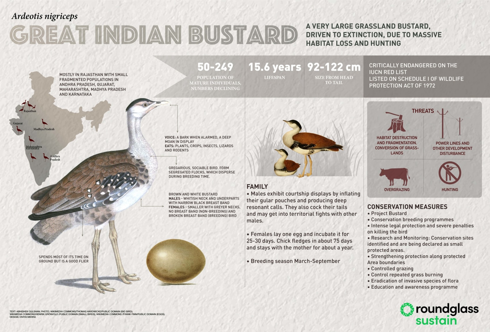 Infographic on great Indian bustard