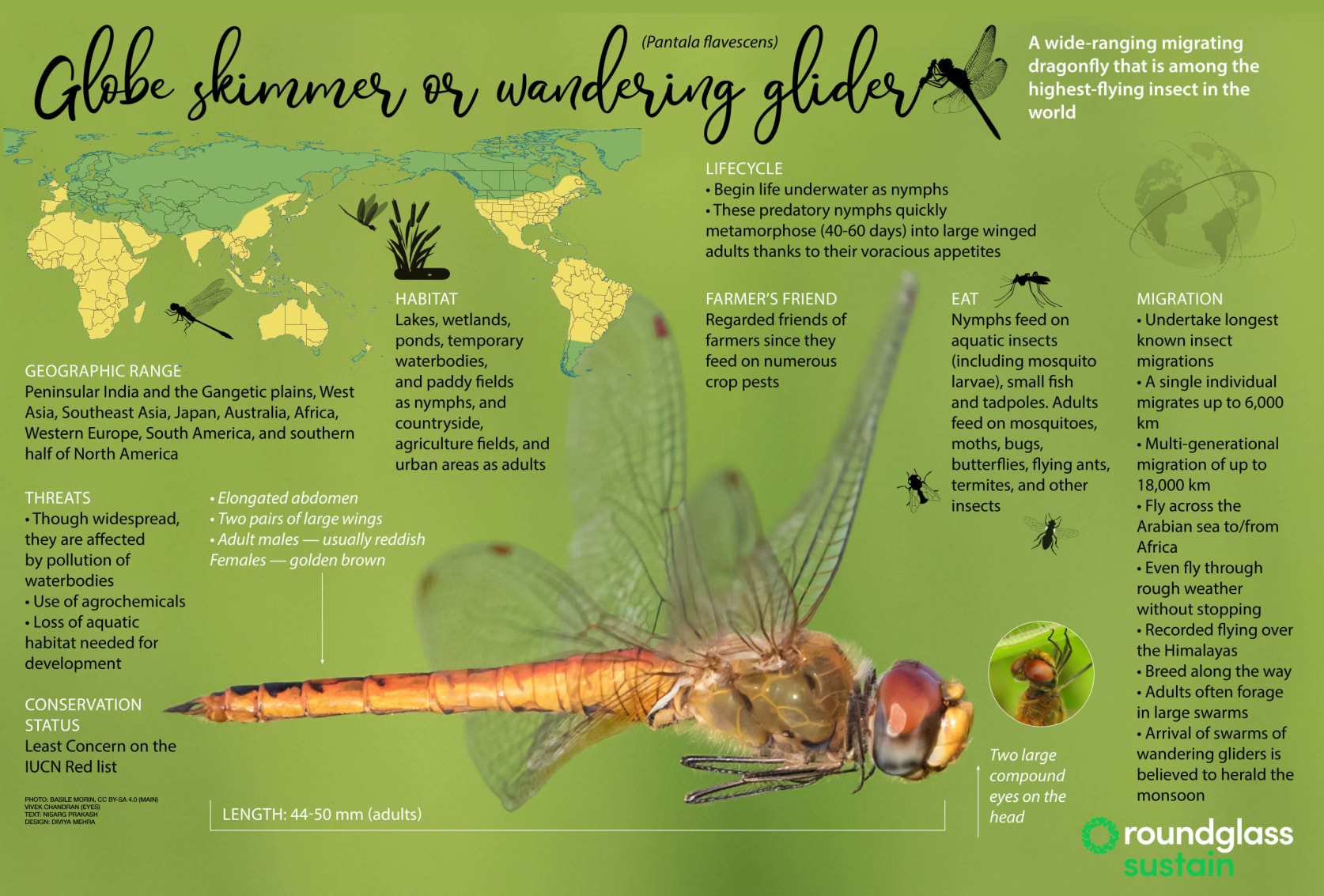 Infographic on globe skimmer