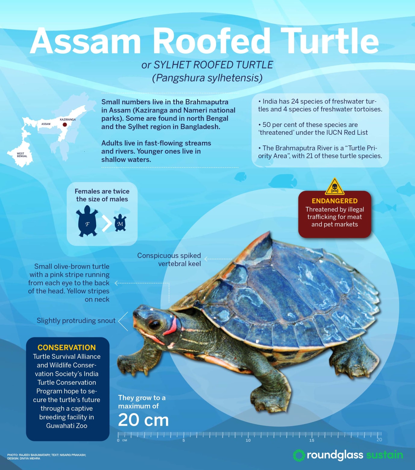 Infographic on Assam roofed turtle