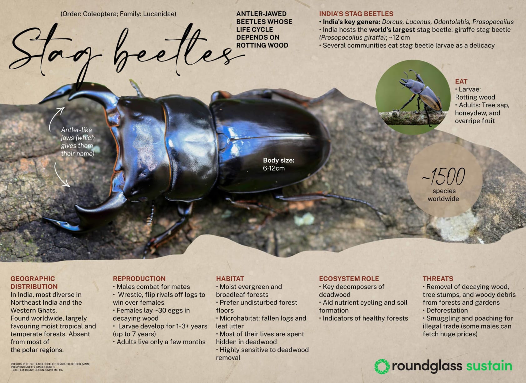 Infographic on stag beetles, antler-jawed beetles whose life cycle depends on rotting wood