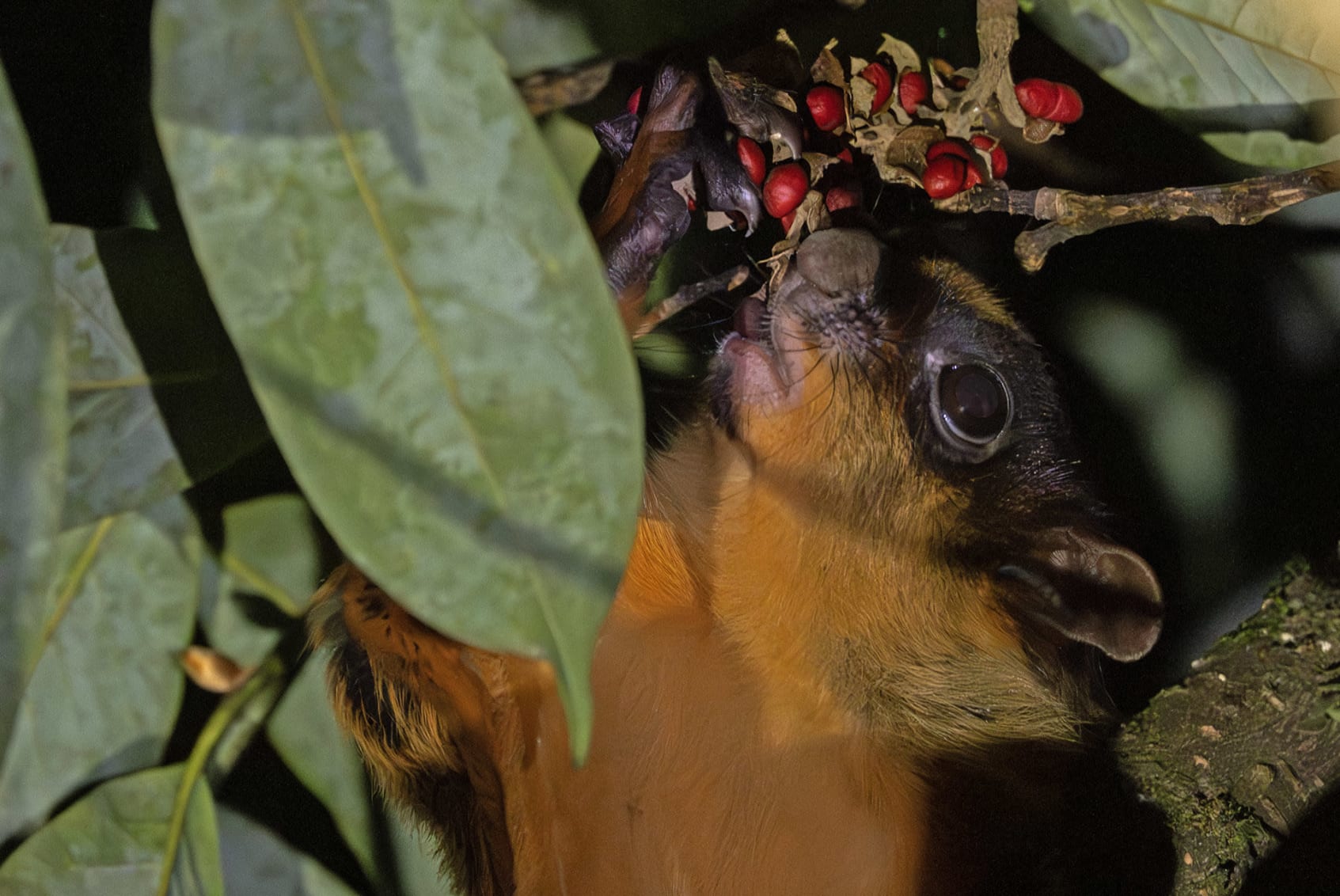 The Bhutan giant flying squirrel is a nocturnal creature that feeds mostly on leaves, but also eats seeds, berries, fruits, and scraps of bark.