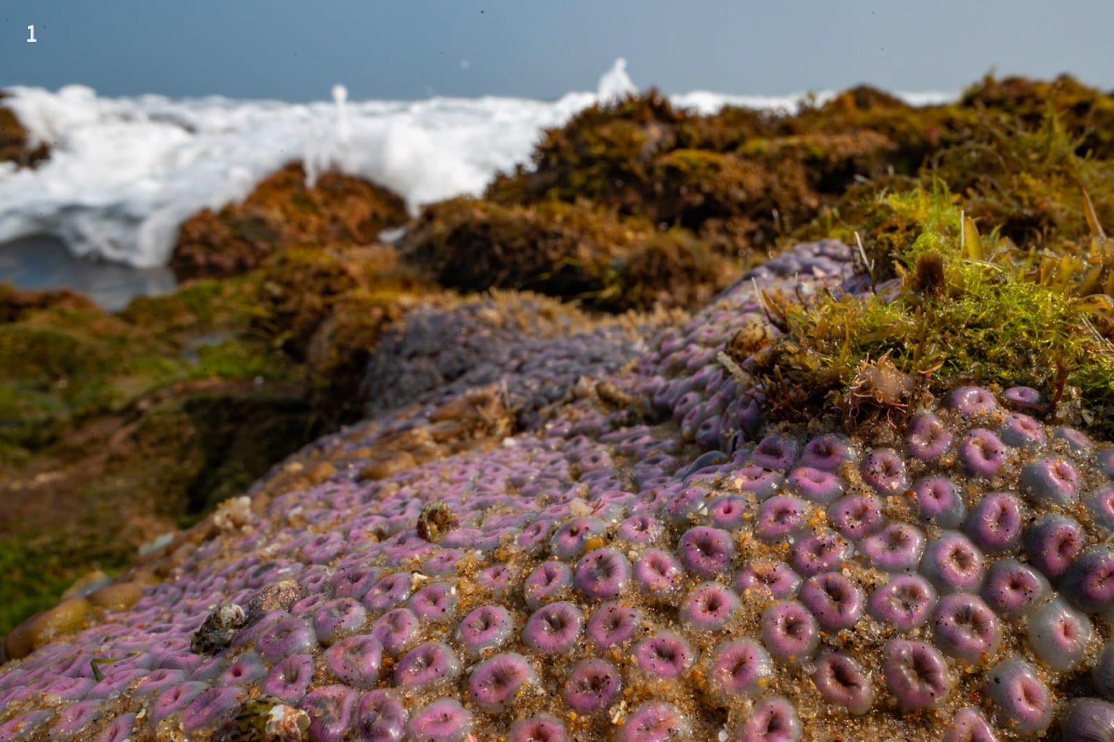 Zoanthids in the intertidal zone of Vizag, Visakhapatnam, India