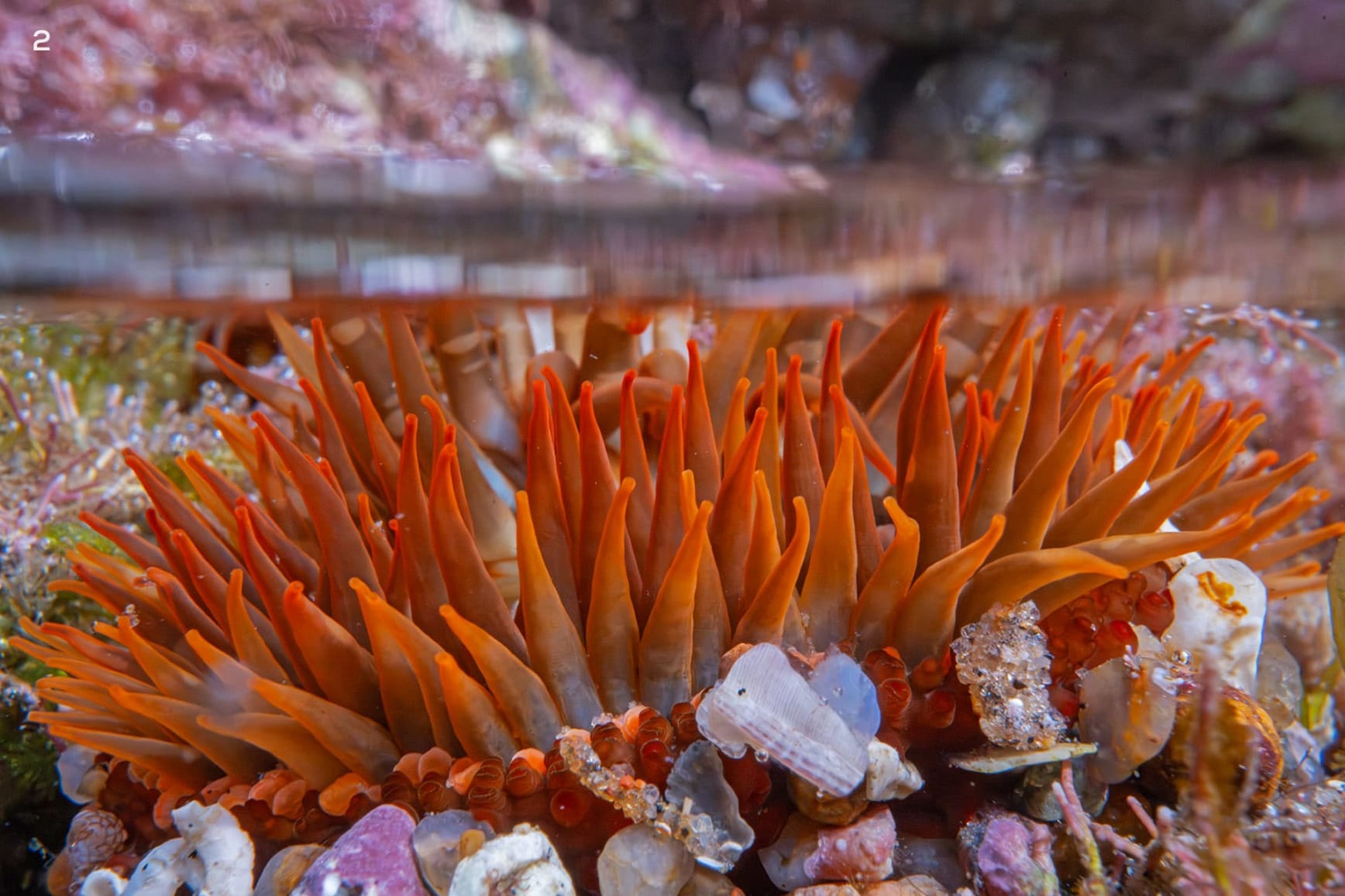 Anemones in the intertidal zone of Vizag, Visakhapatnam, India