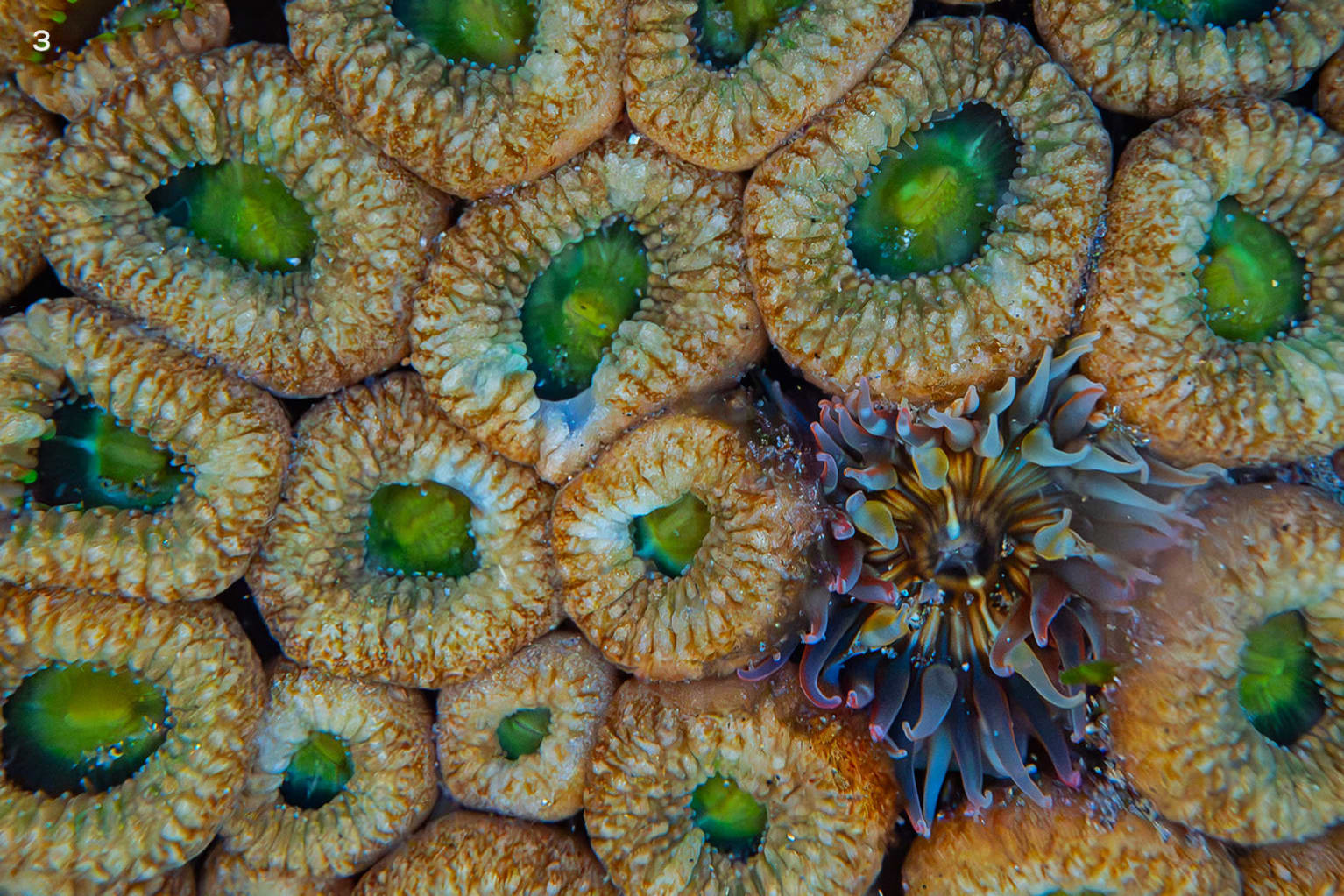 Zoanthids in the intertidal zone of Vizag, Visakhapatnam, India