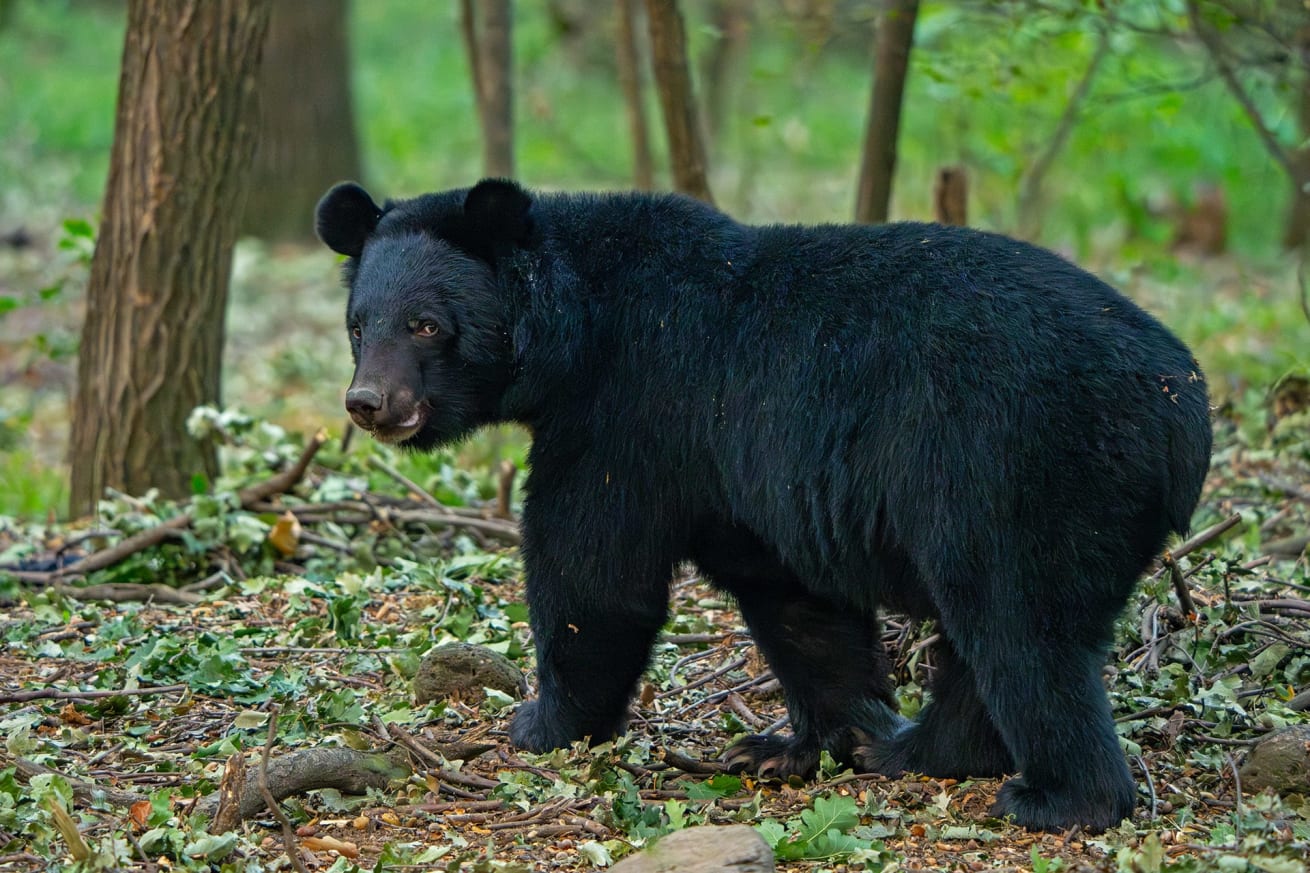Asiatic black bear in Dachigam