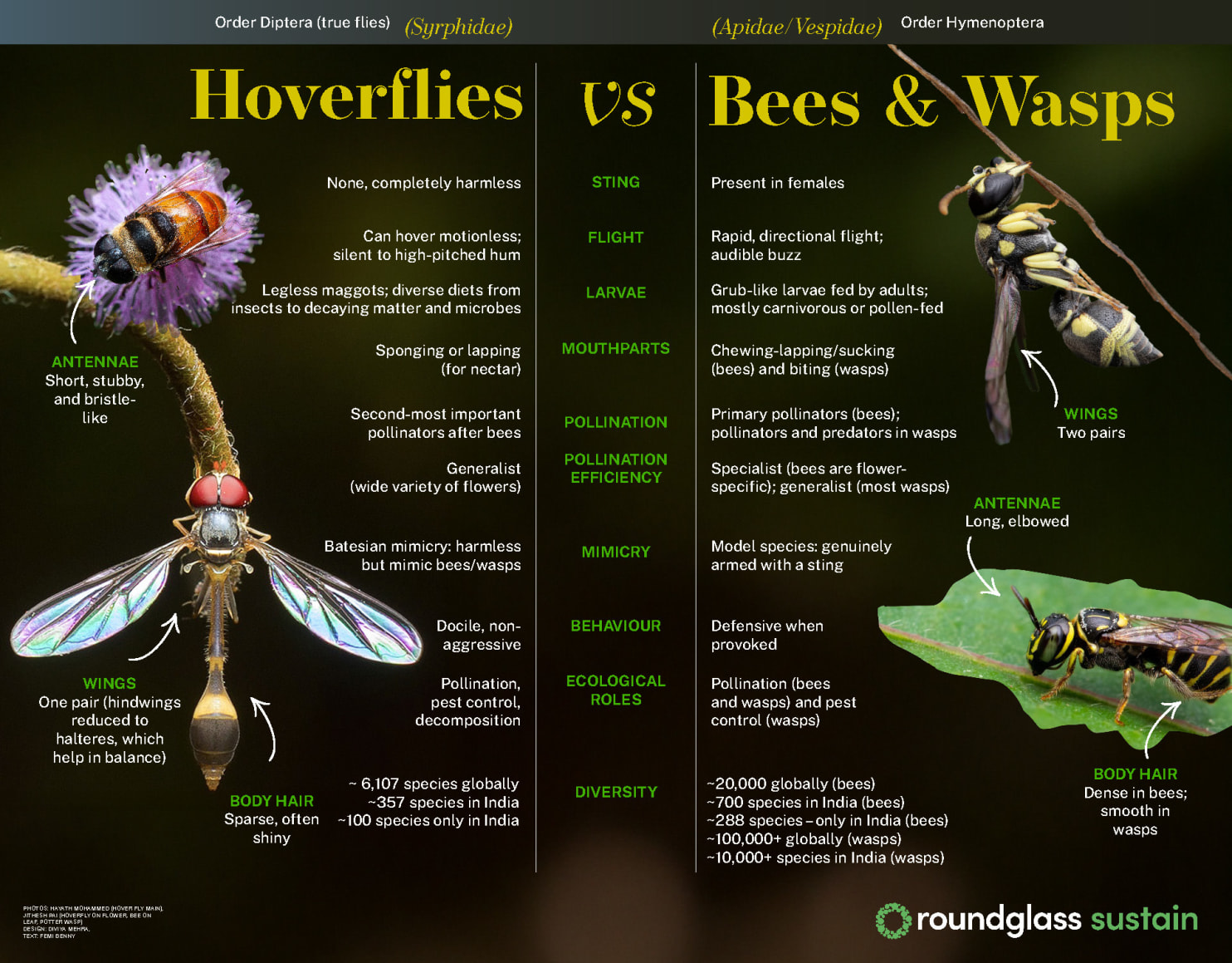 Explainer on differences between hoverflies, bees and wasps