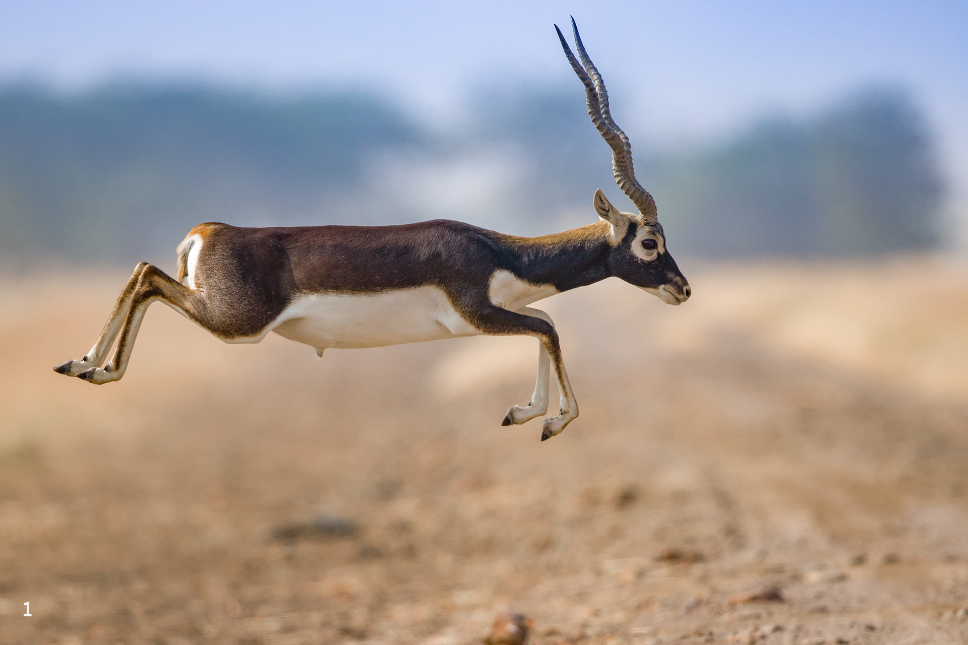 The blackbuck are usually found in grassland, desert, and semi-desert ecosystems. 