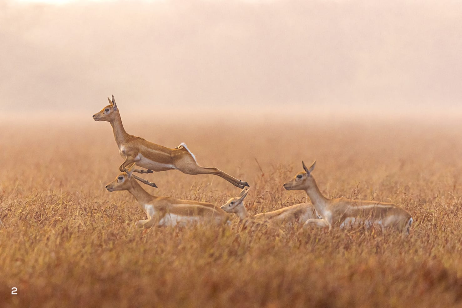 The chinkara are usually found in grassland, desert, and semi-desert ecosystems. 