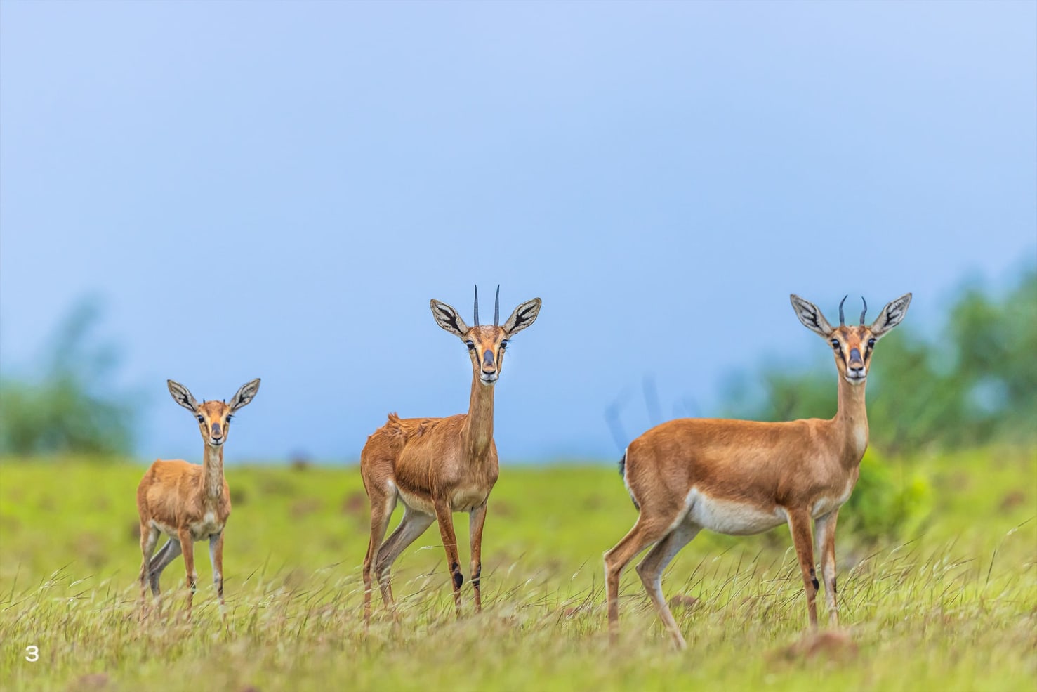 The blackbuck and (3) chinkara are usually found in grassland, desert, and semi-desert ecosystems. 
