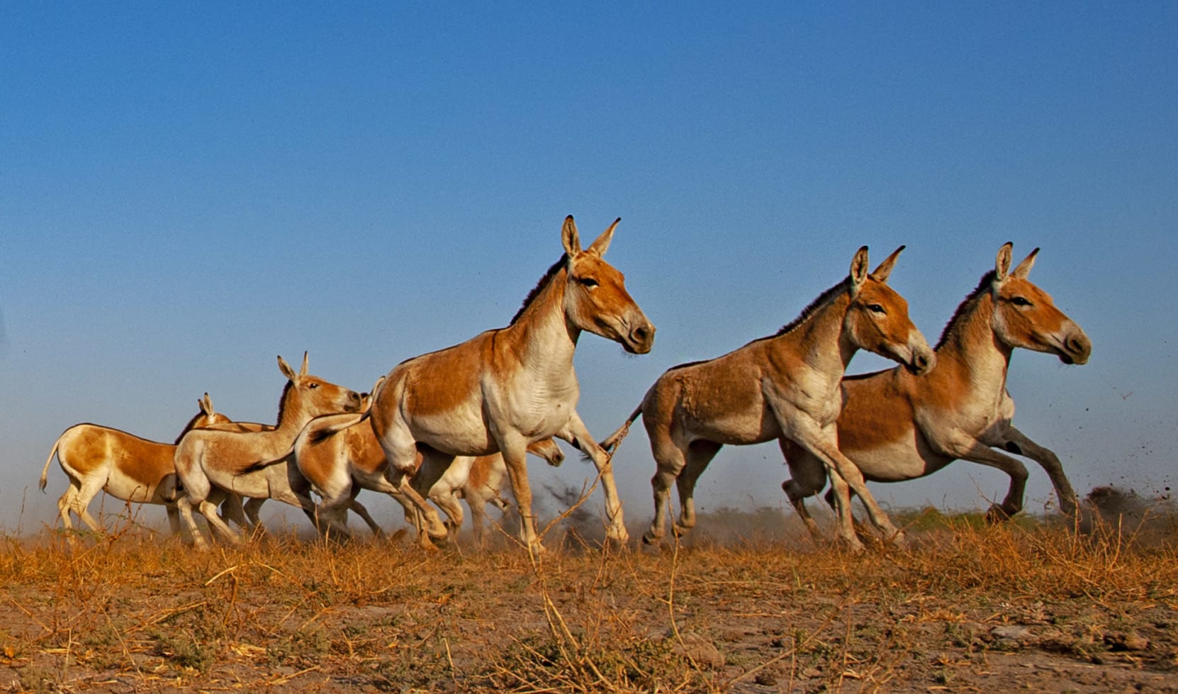 The Indian wild ass runs fast mainly because of its long, single-toed legs with strong tendons, which help it take longer strides and use less energy—key traits of a fast-running animal.