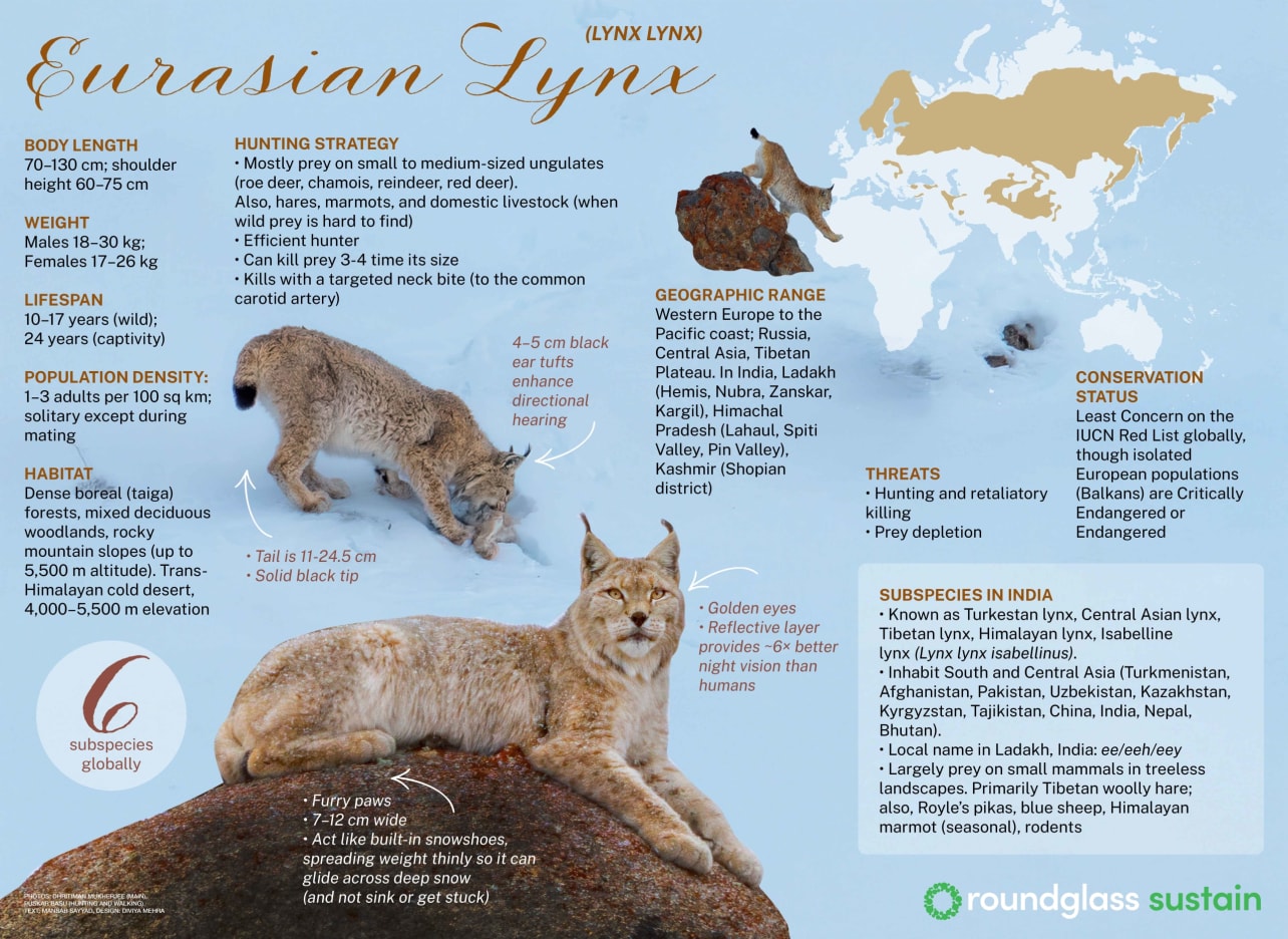 Infographic on the Eurasian lynx
