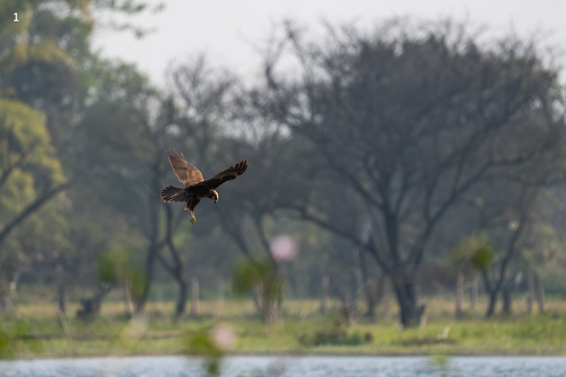 Marsh harrier