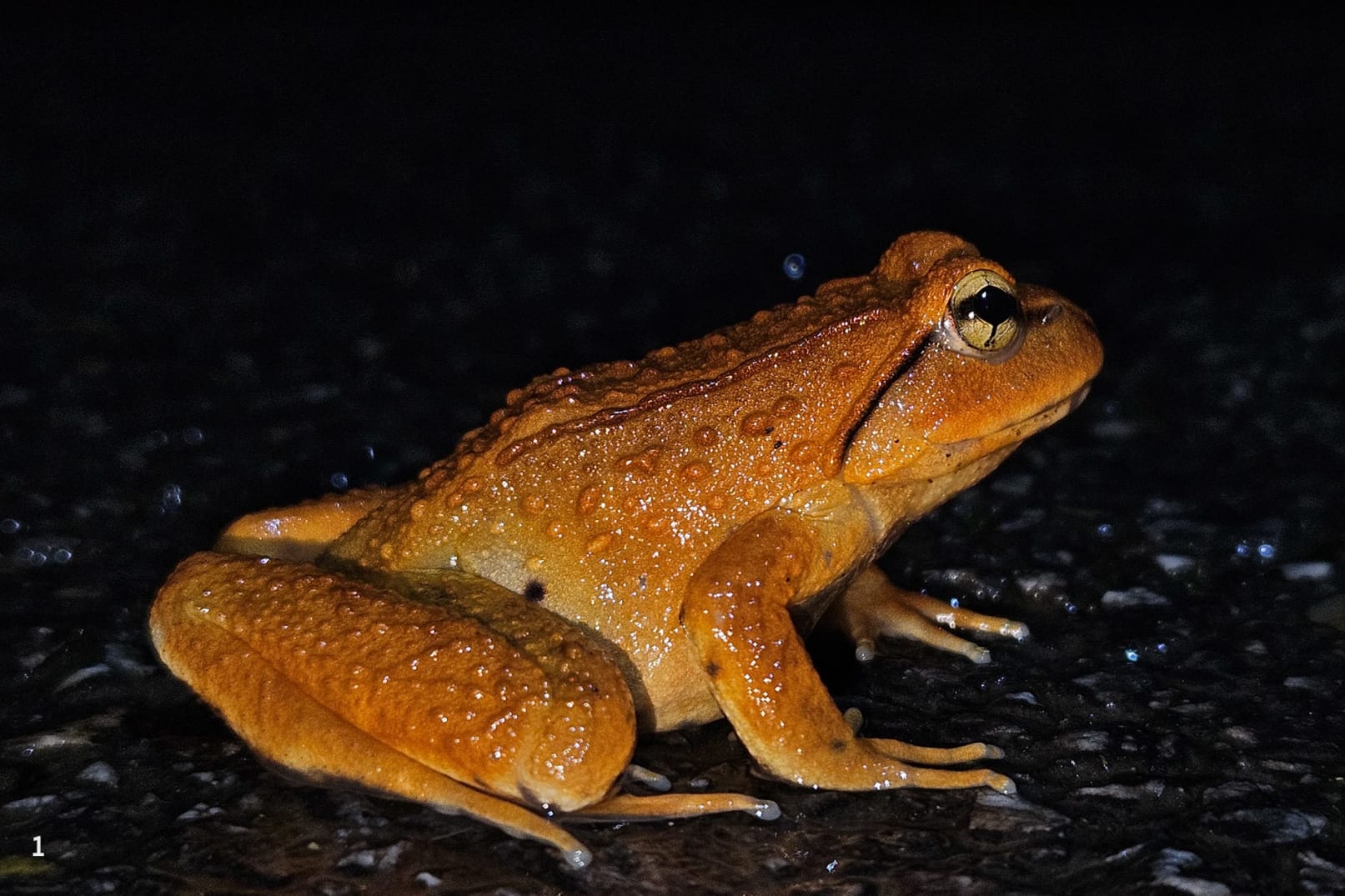 Arunachal cascade frog (Nanorana arunachelnsis)