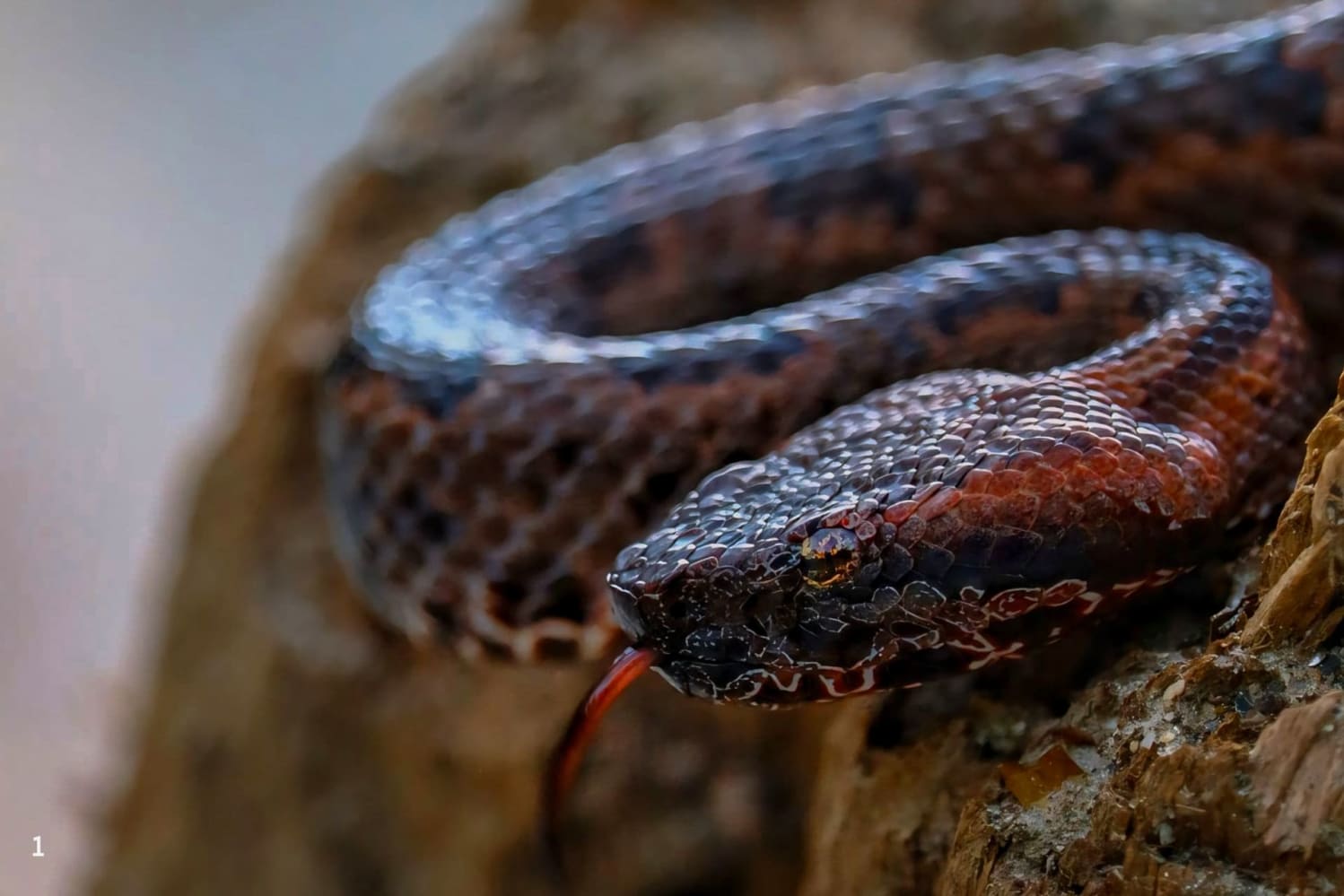 Mountain pit viper (Ovophis monticola)