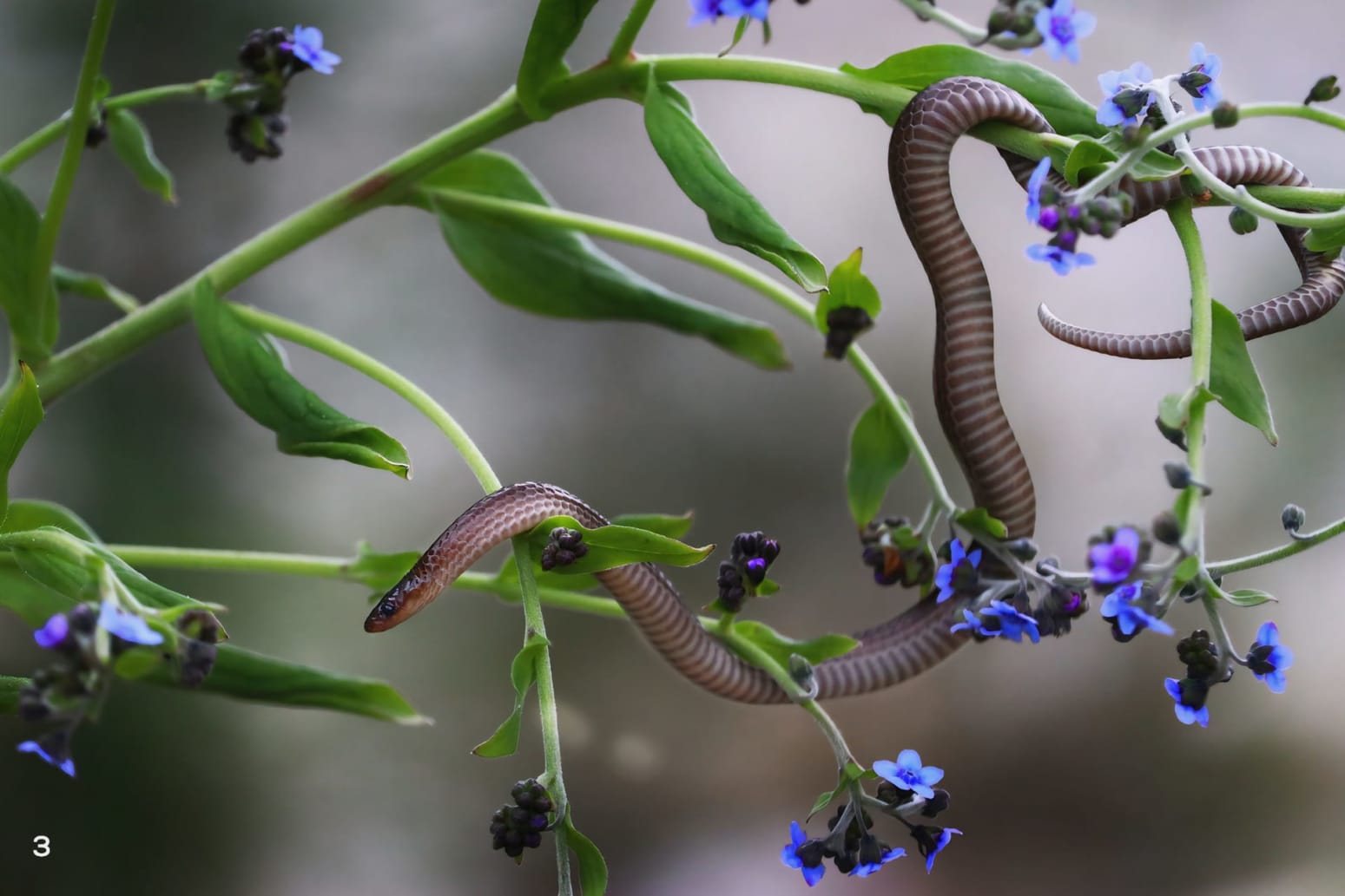 black-bellied worm-eating snake (Trachischium fuscum)