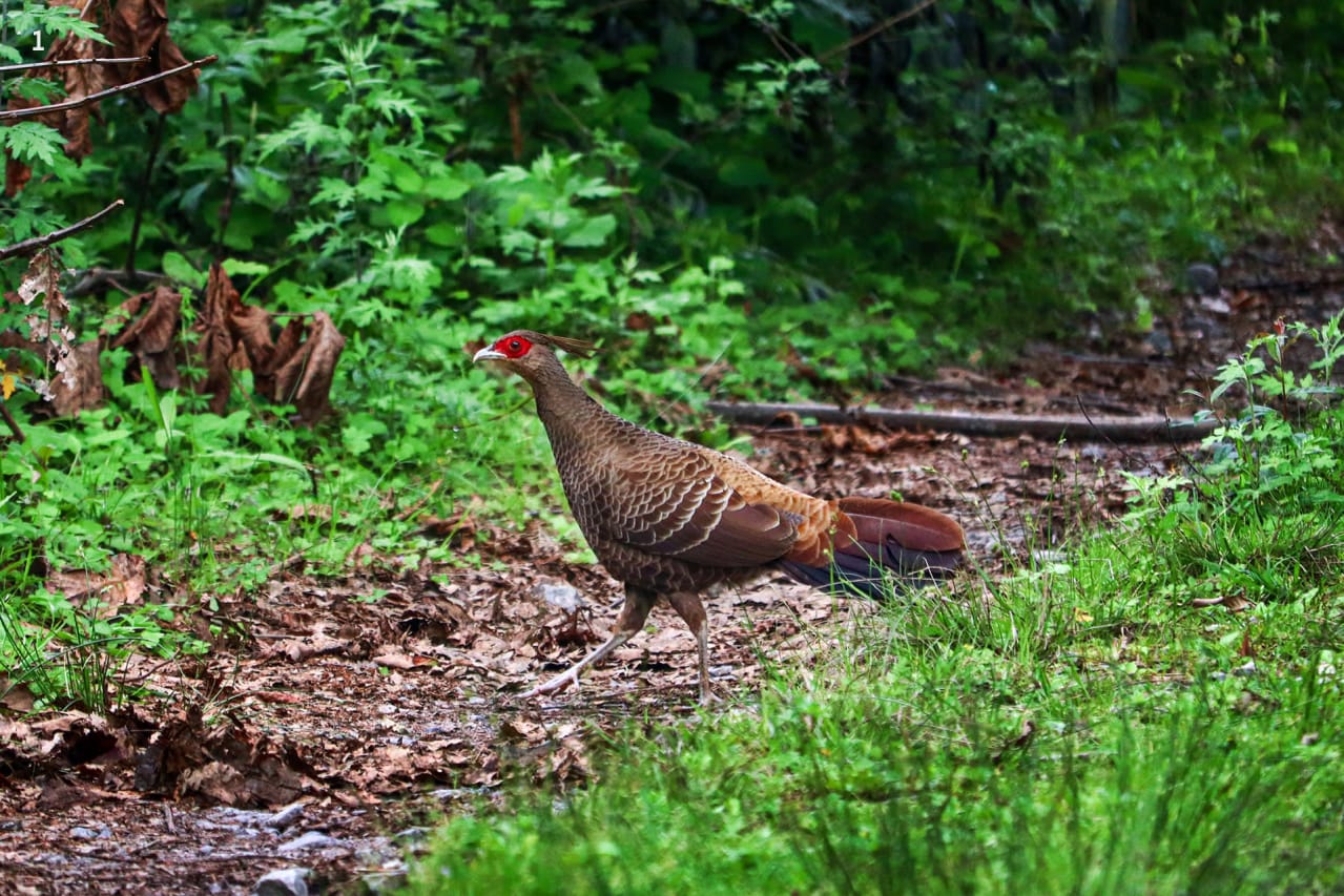 Kalij pheasant