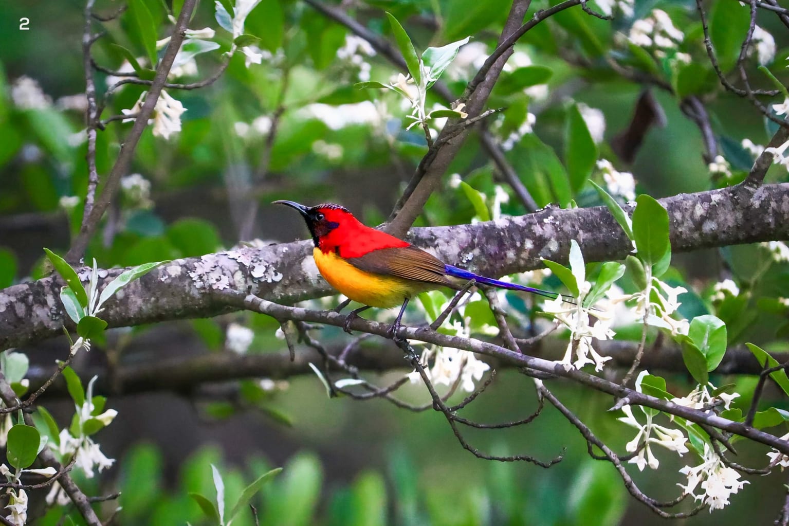 Mrs. Gould’s Sunbird