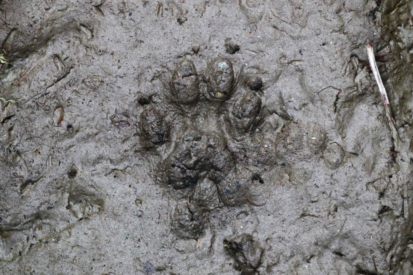 Pugmark of a marbled cat