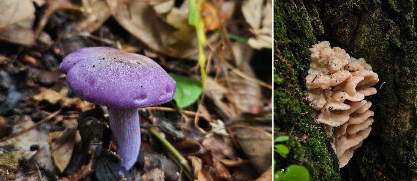 Several mushroom species are found in oak-dominated forests