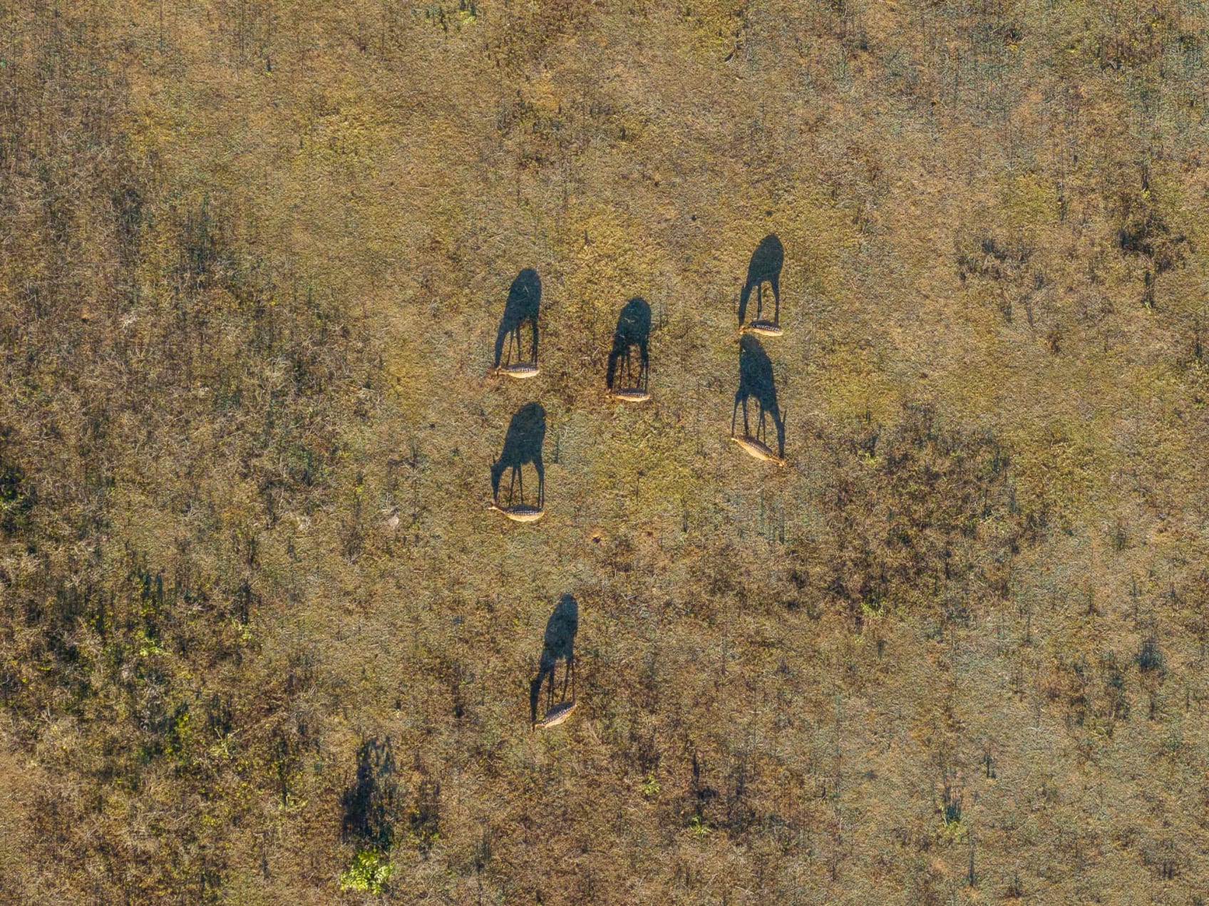 An aerial image of deer in Similipal Tiger Reserve, Odisha