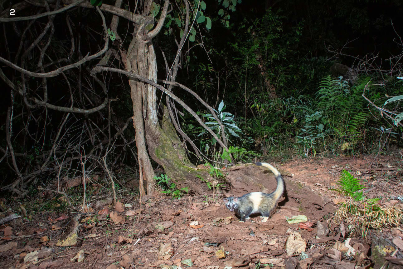 A camera trap image of a leucustic Asian palm civet in Similipal Tiger Reserve, Odisha