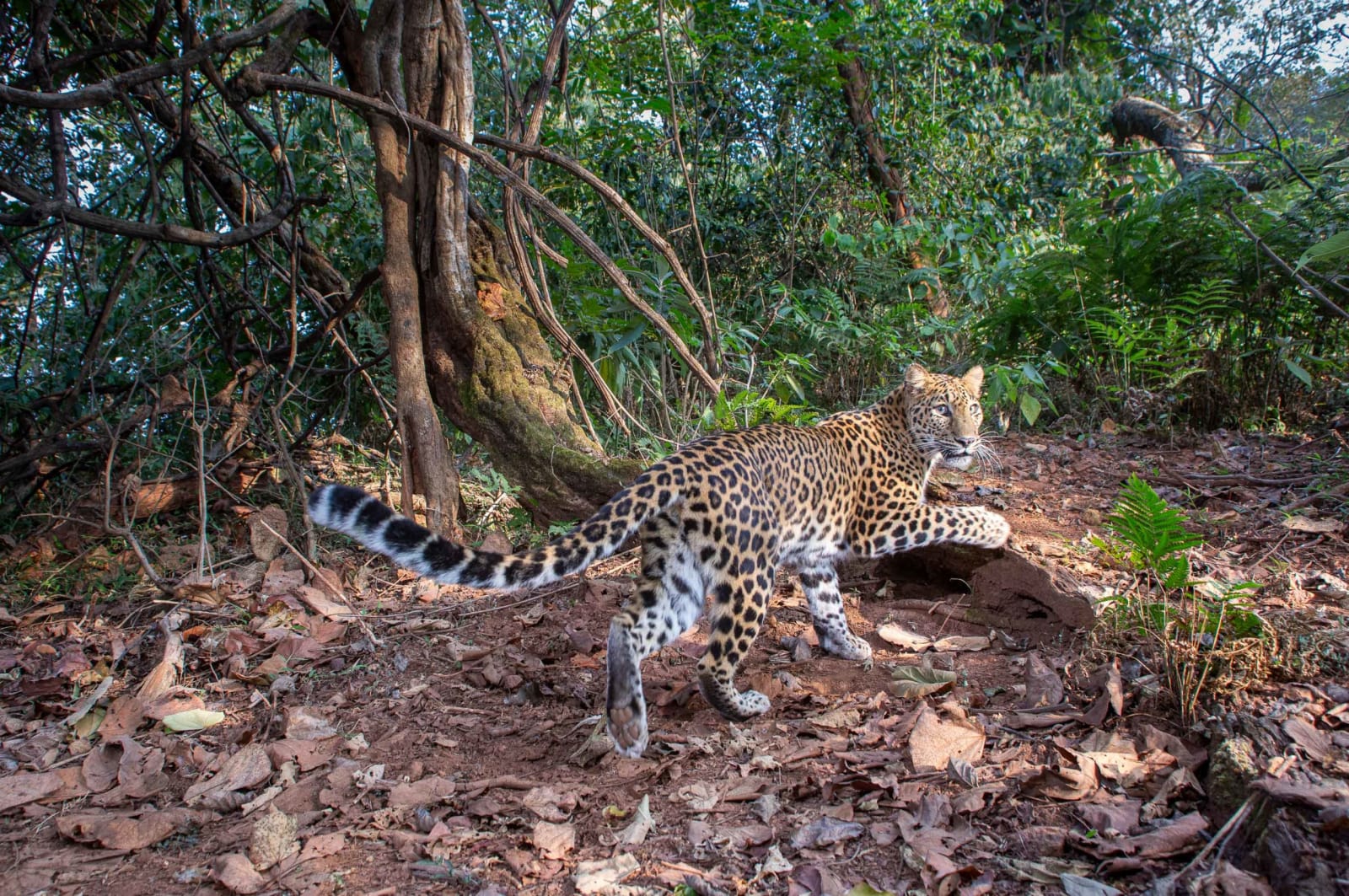 A camera trap image of a leopard in Similipal Tiger Reserve, Odisha