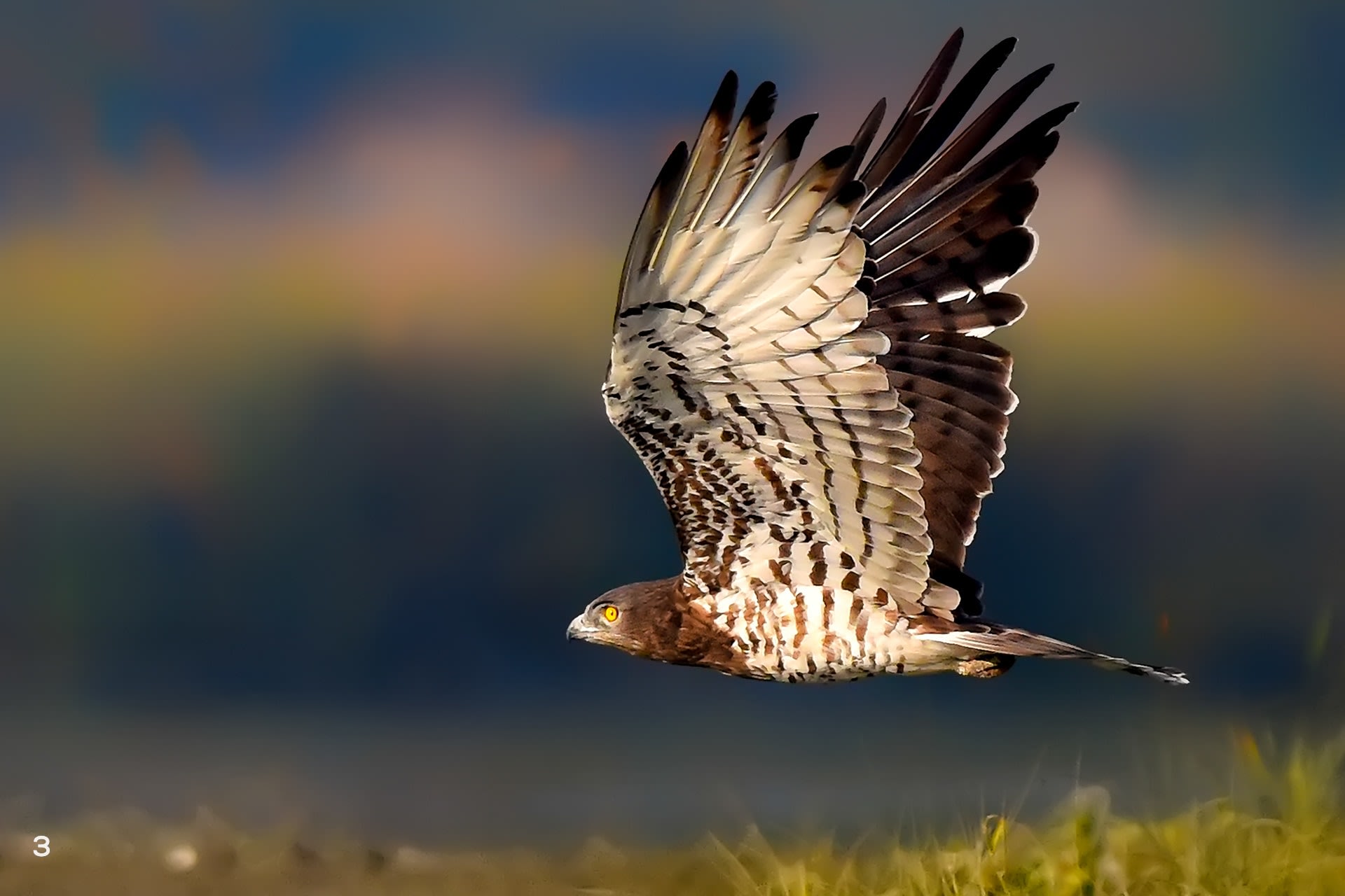 Short-toed snake eagle
