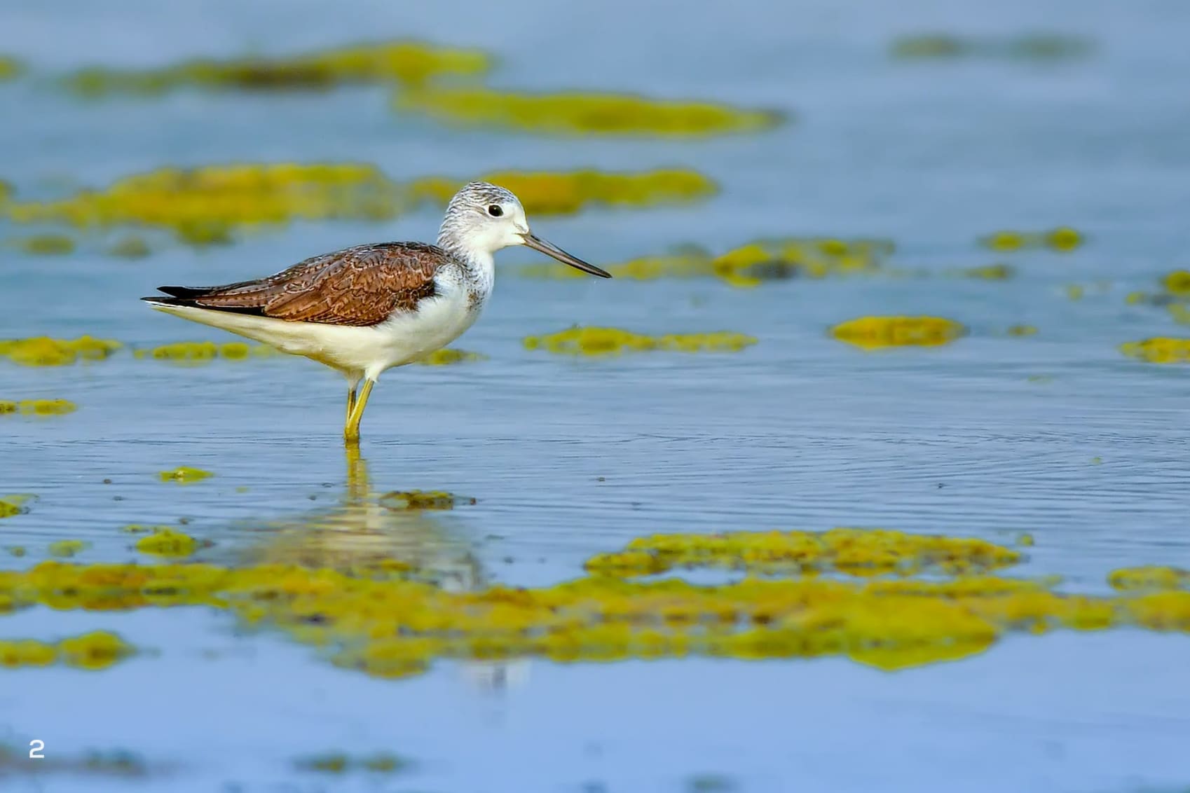 Common greenshank